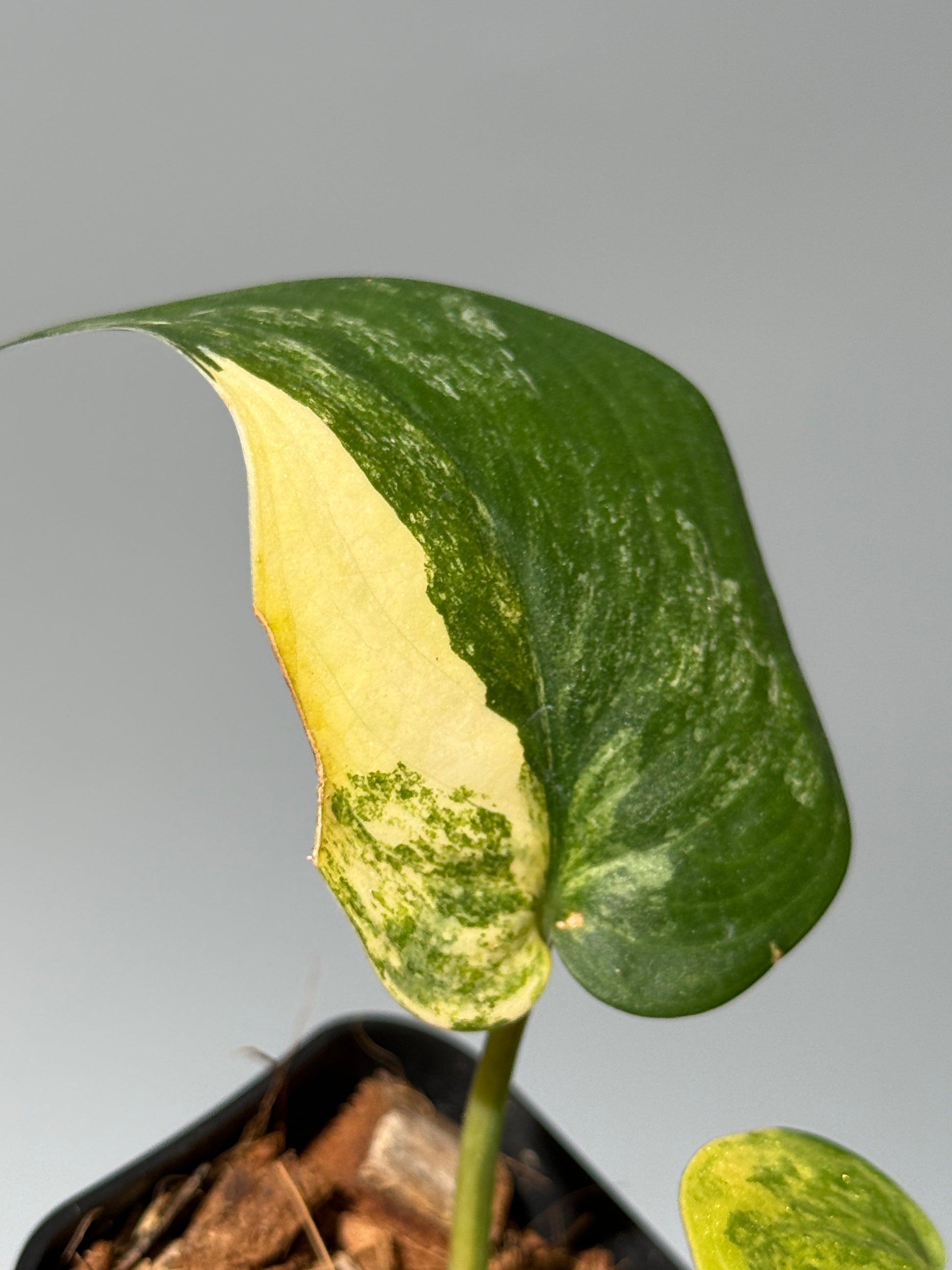 スキンダプサス ジェイドサテン オーレア  / Scindapsus jadesatin aurea (1)