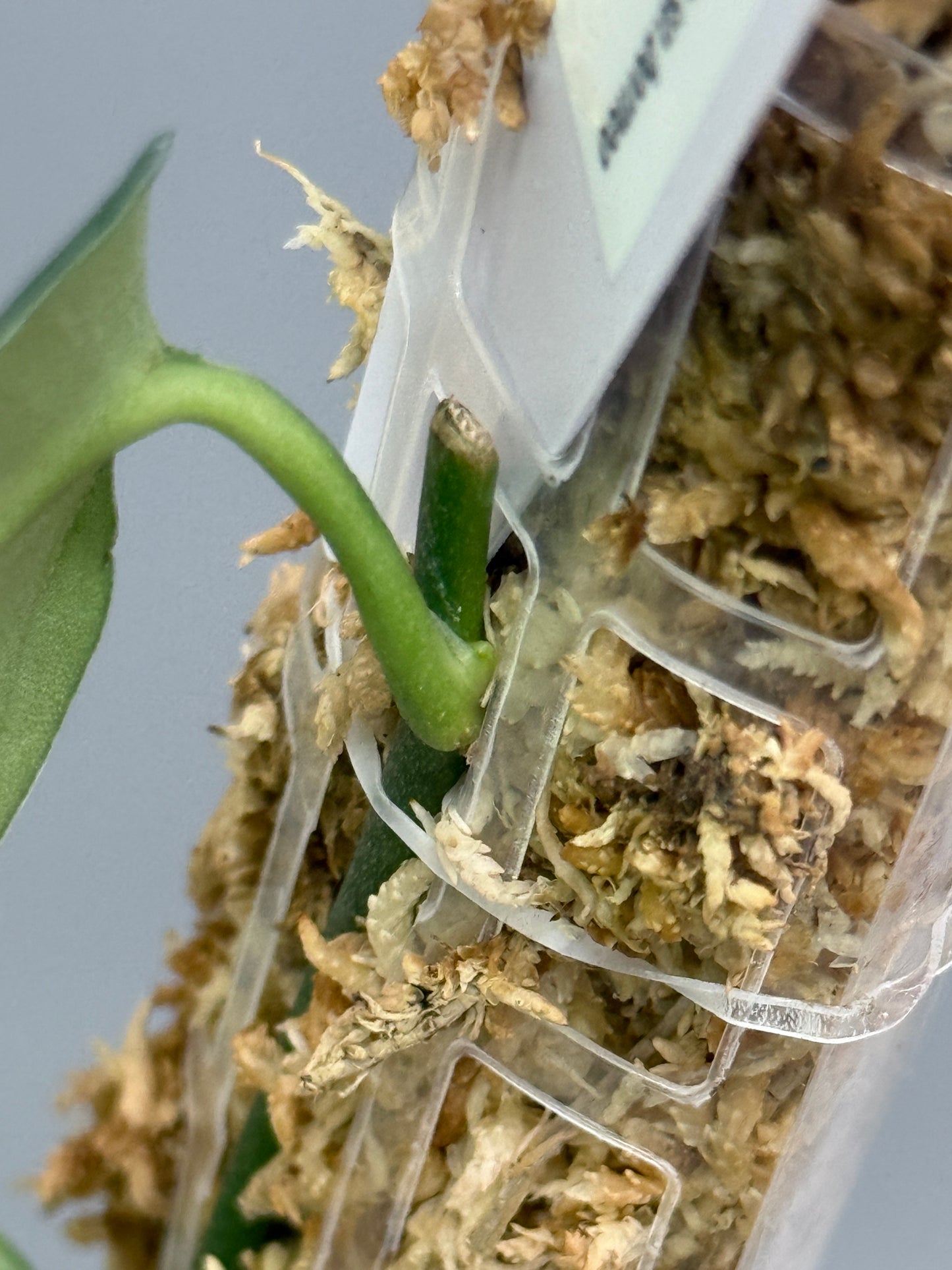 スキンダプサス ダークプリンセス / Scindapsus Dark princess (1)