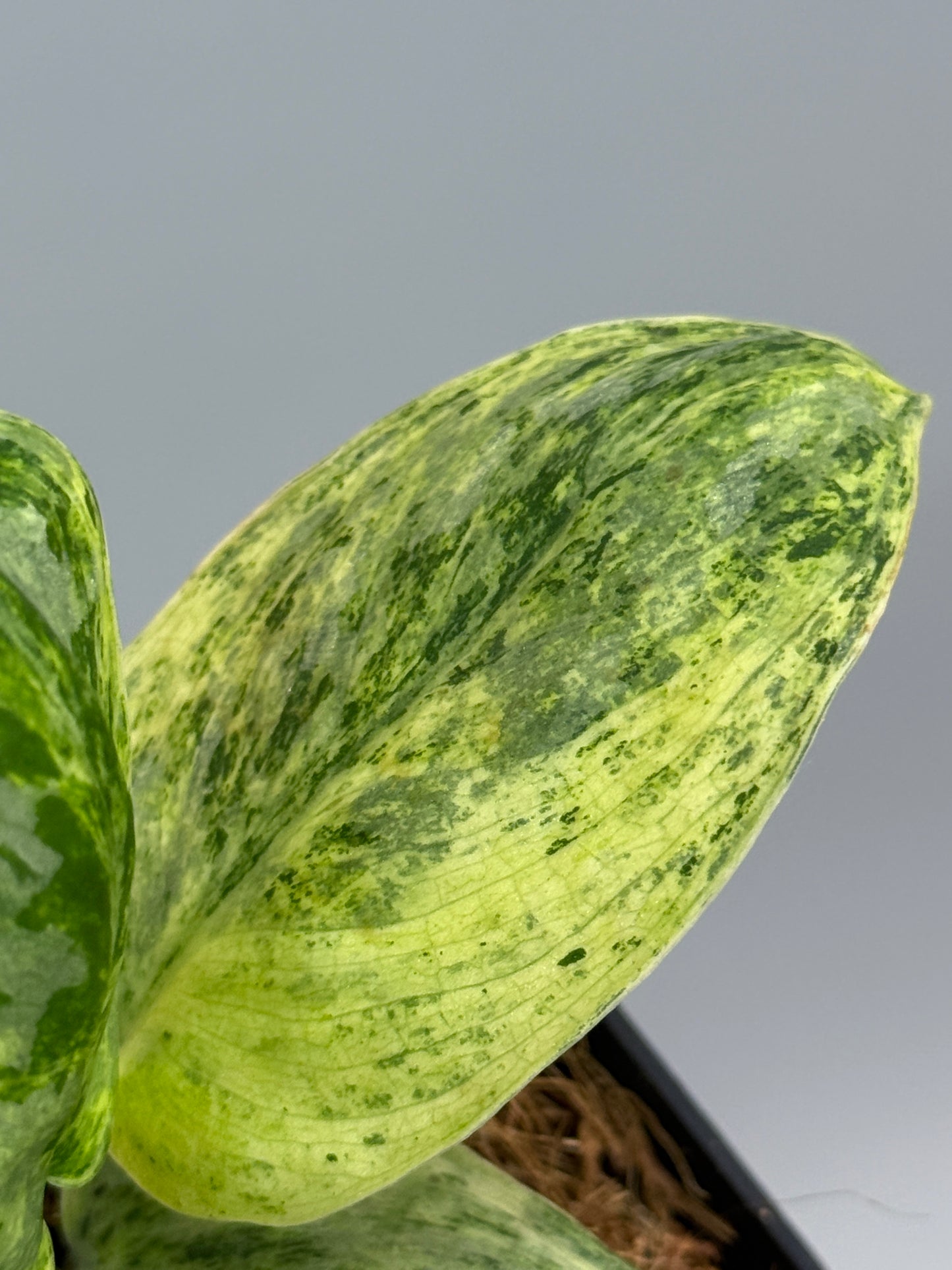 スキンダプサス テンバガ  / Scindapsus Tembaga (3)