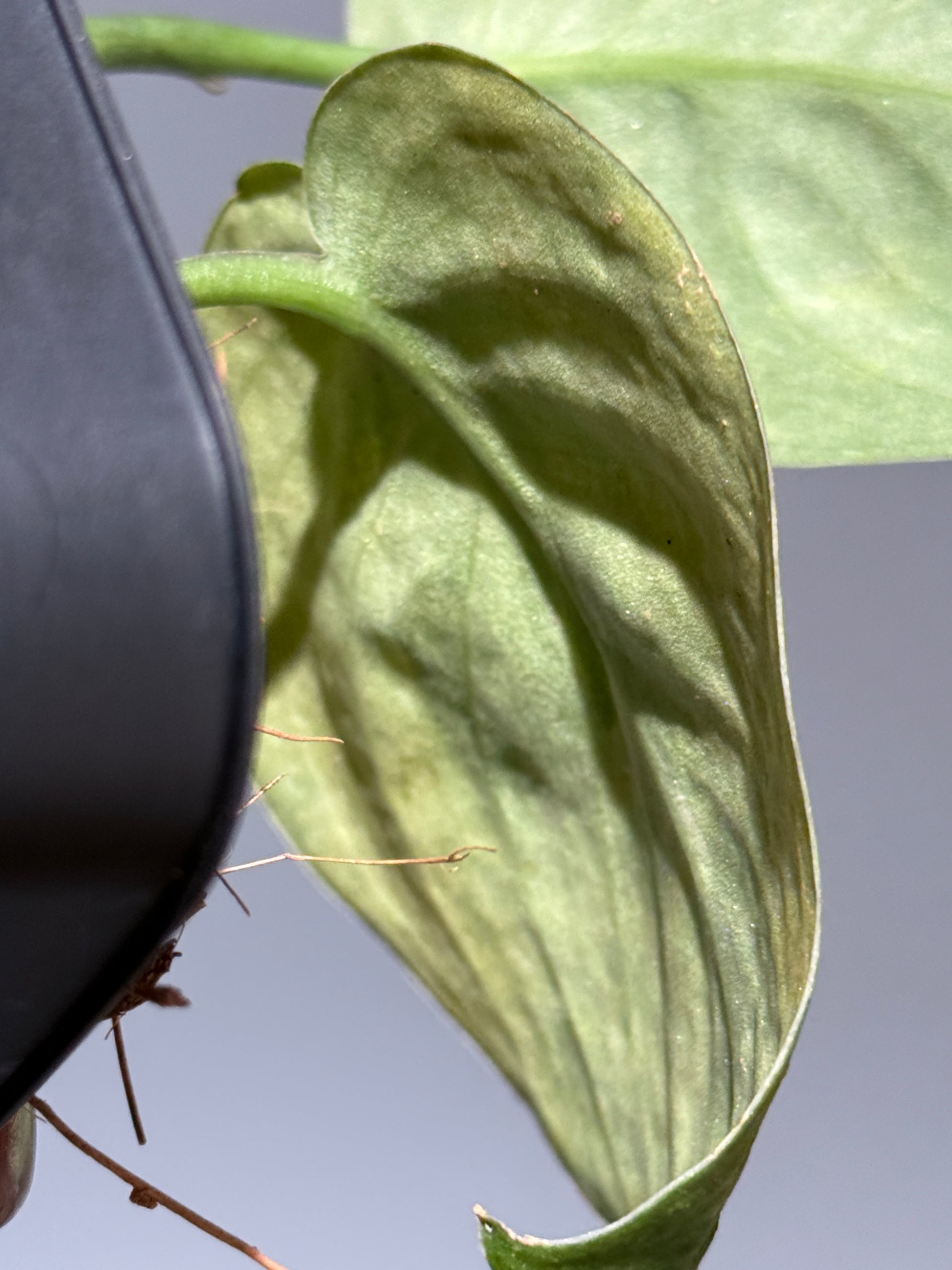 スキンダプサス グリーン ドラゴン / Scindapsus Green dorgon (1)