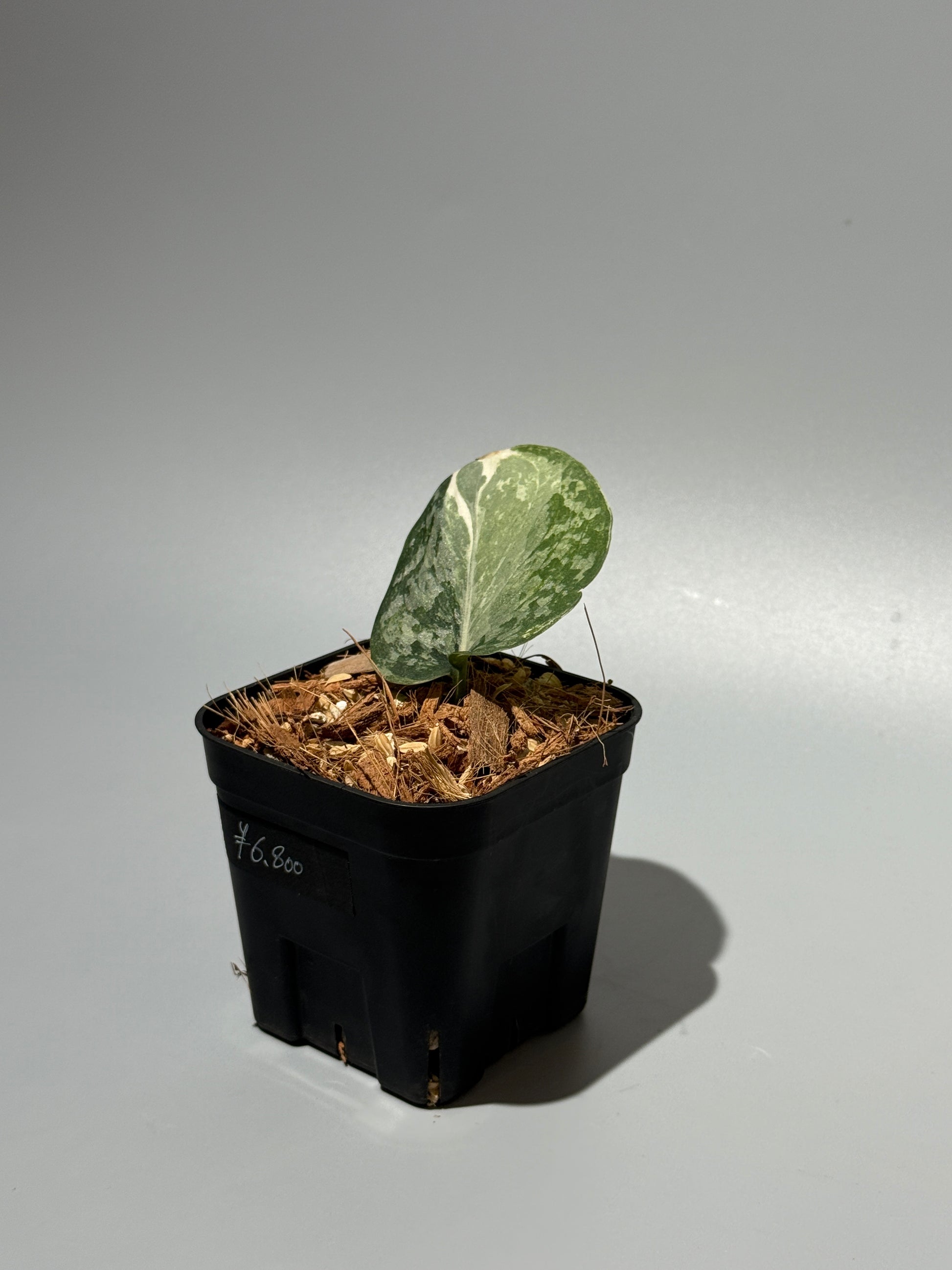 スキンダプサス エキゾチカ アルボ / Scindapsus exotica albo (1)