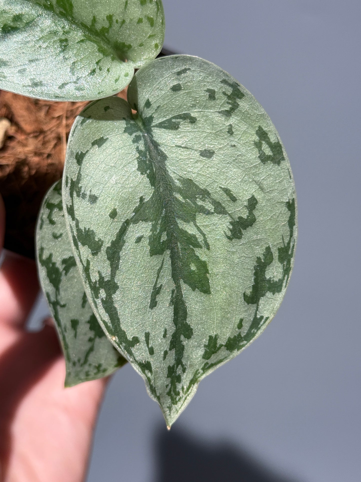スキンダプサス シルバーレディ / Scindapsus silver lady (3)