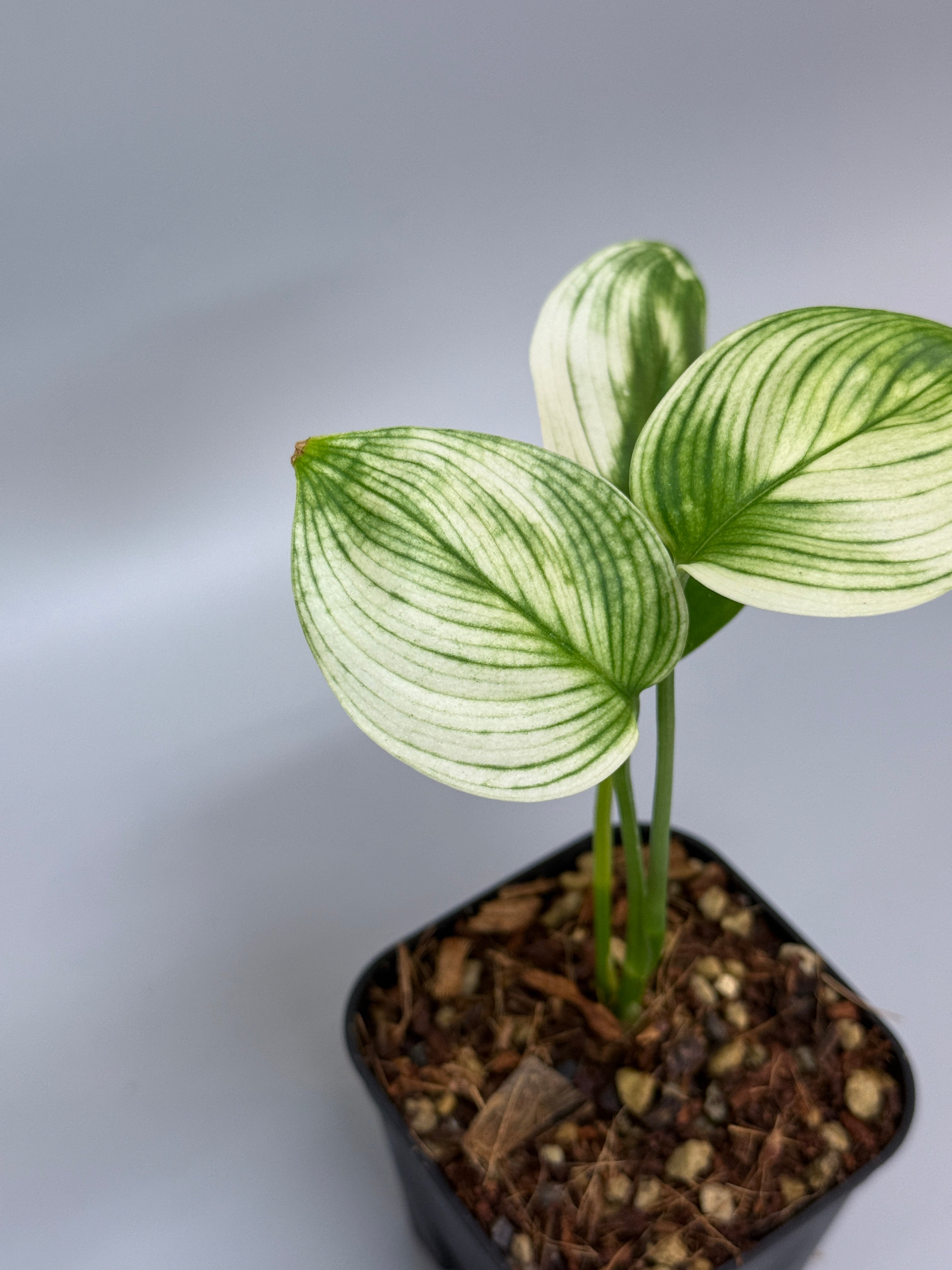 スキンダプサス ホワイトモンスター / Scindapsus whitemonster スキンダプサス ホワイトモンスター / Scindapsus whitemonster