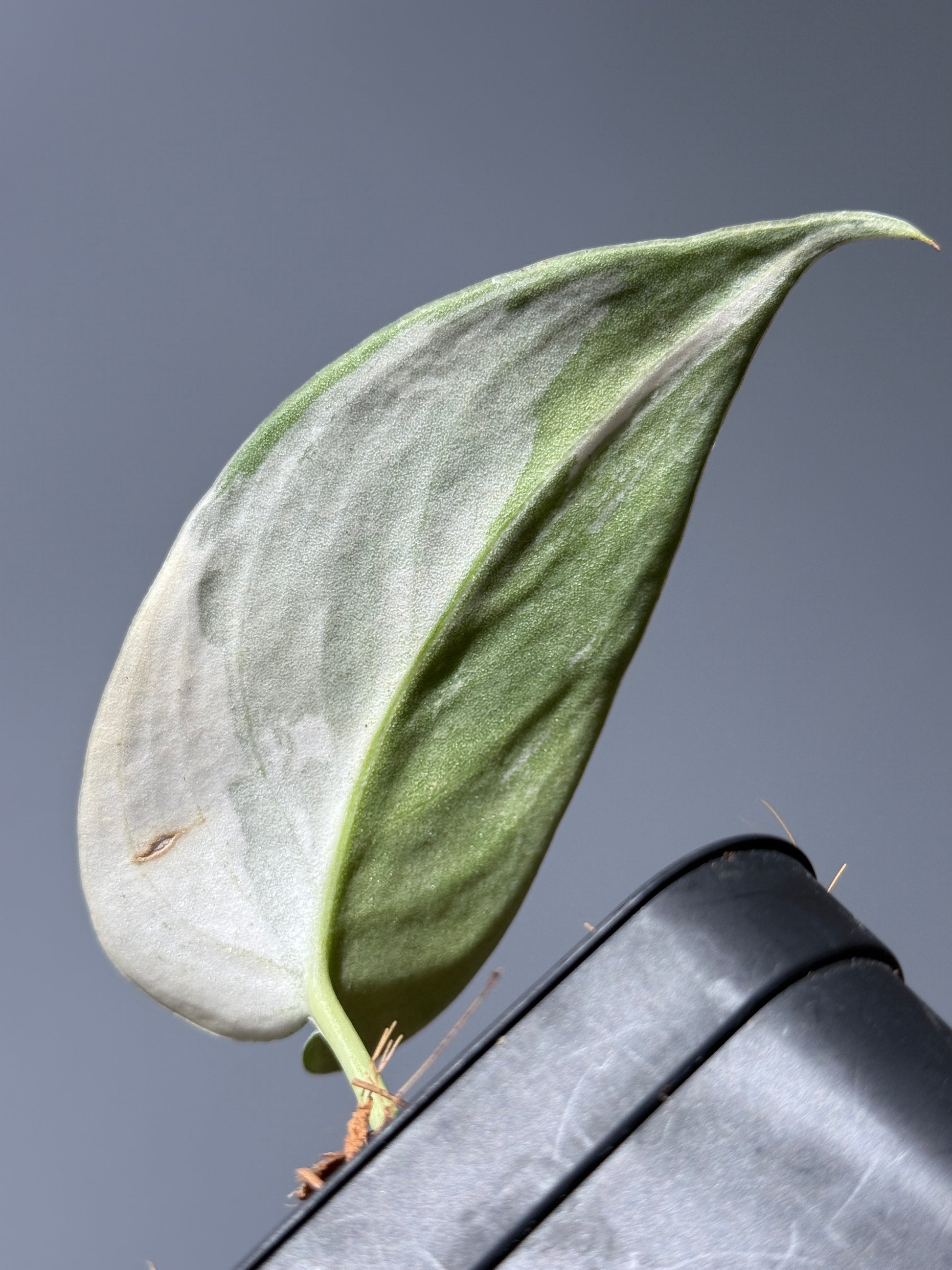 スキンダプサス マリポーサ / Scindapsus Mariposa(1)