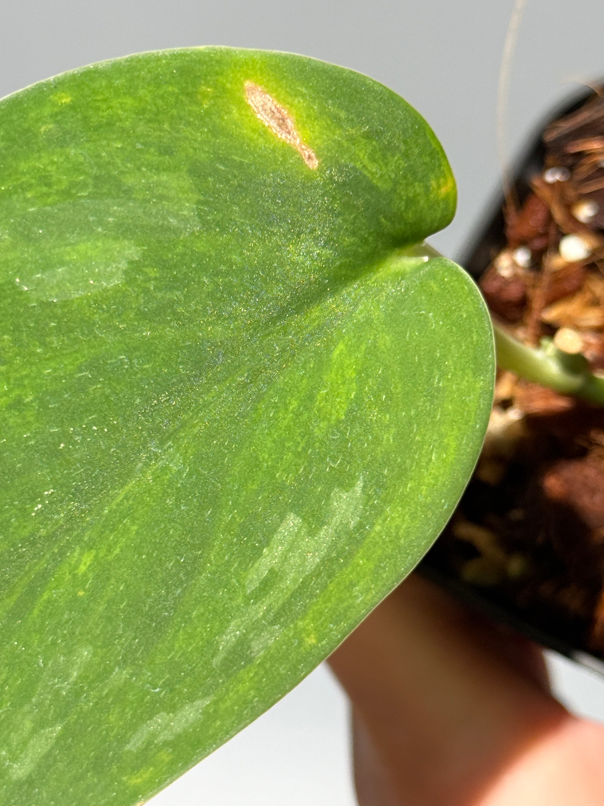 スキンダプサス グリーン エメラルド / Scindapsus green emerald (1)