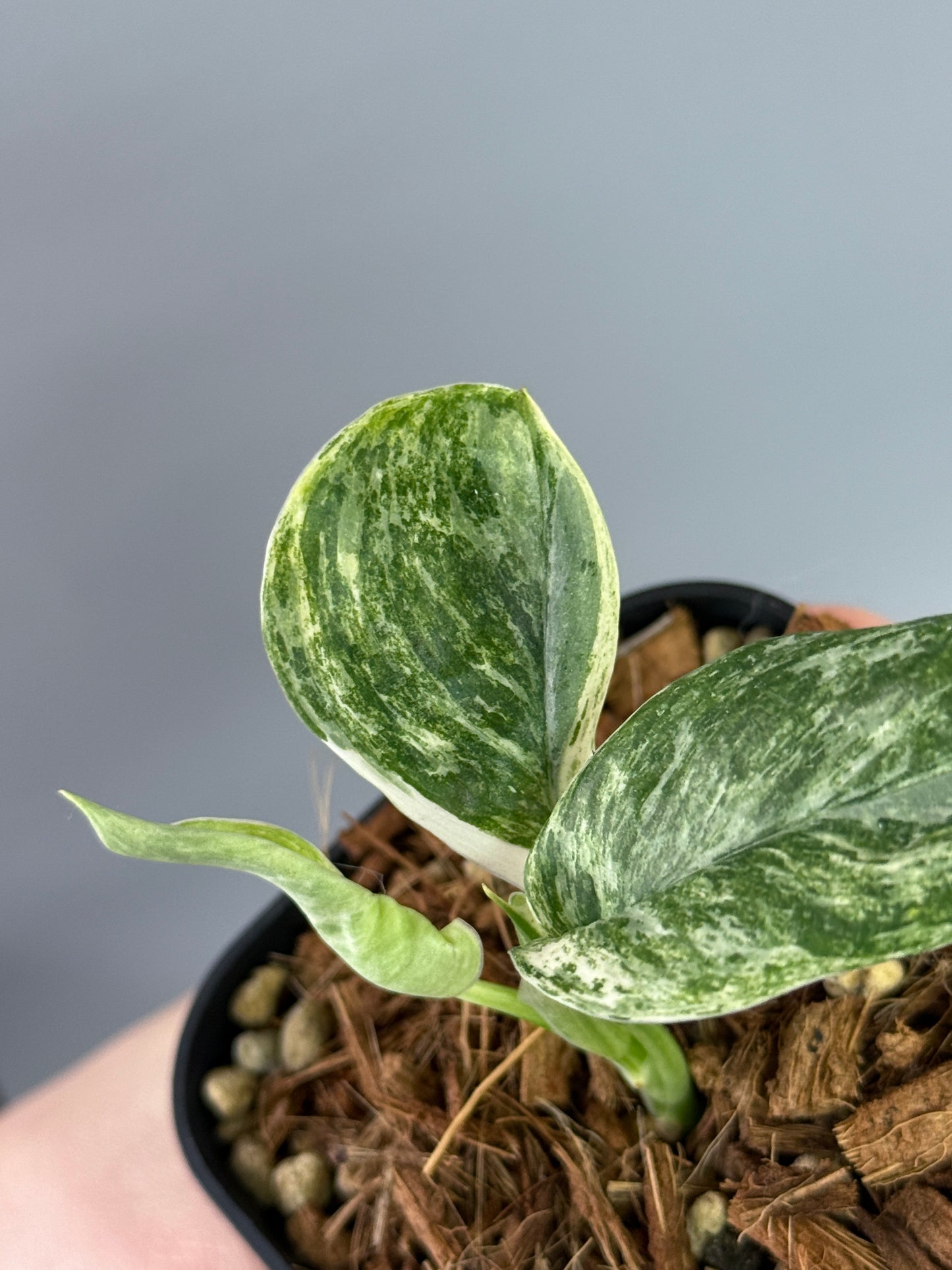 スキンダプサス トレビー マーブル  / Scindapsus treubii marble  (2)