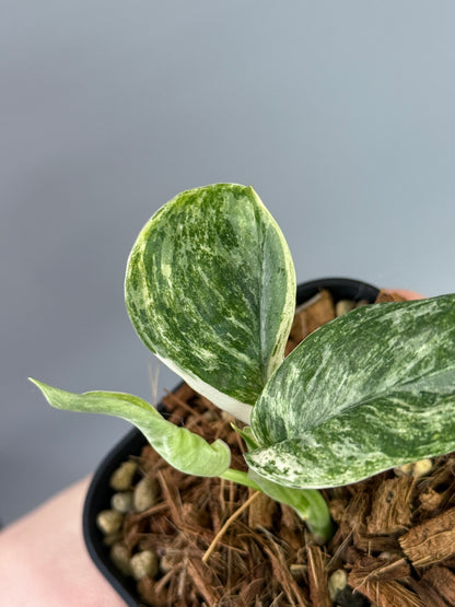 スキンダプサス トレビー マーブル  / Scindapsus treubii marble  (2)