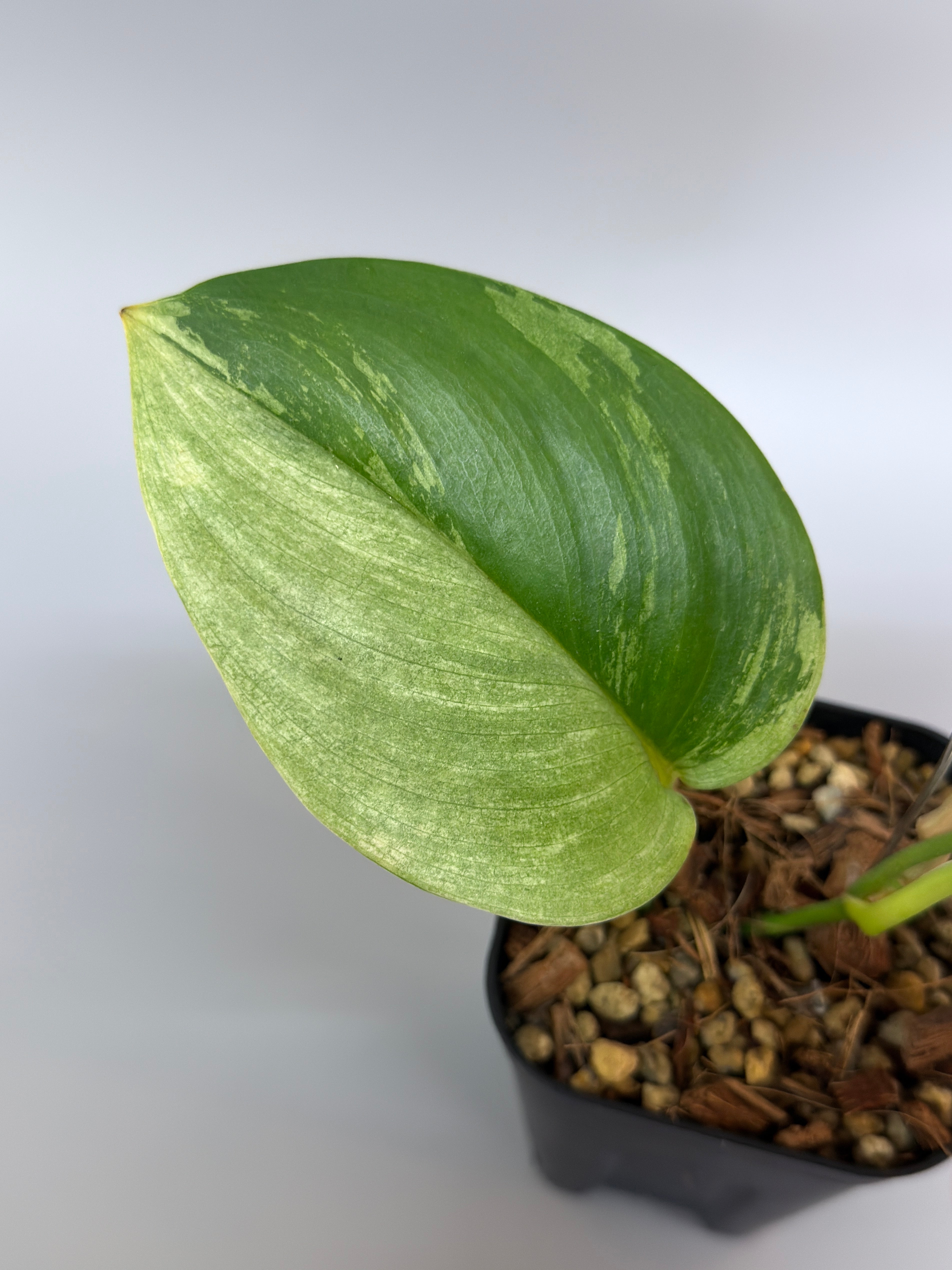 スキンダプサス ルビコン 斑入り / Scindapsus rubico var. (3