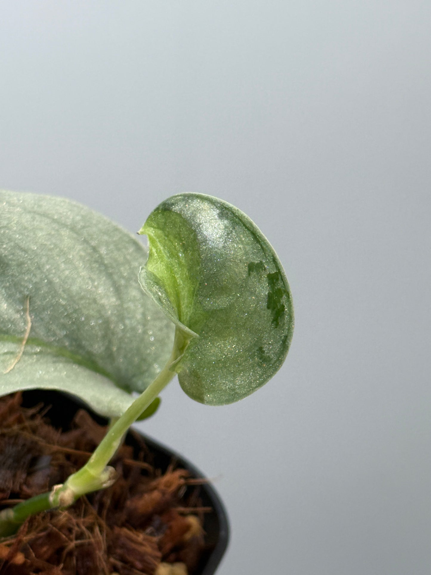 スキンダプサス ウィアード / Scindapsus Weirdo (3)