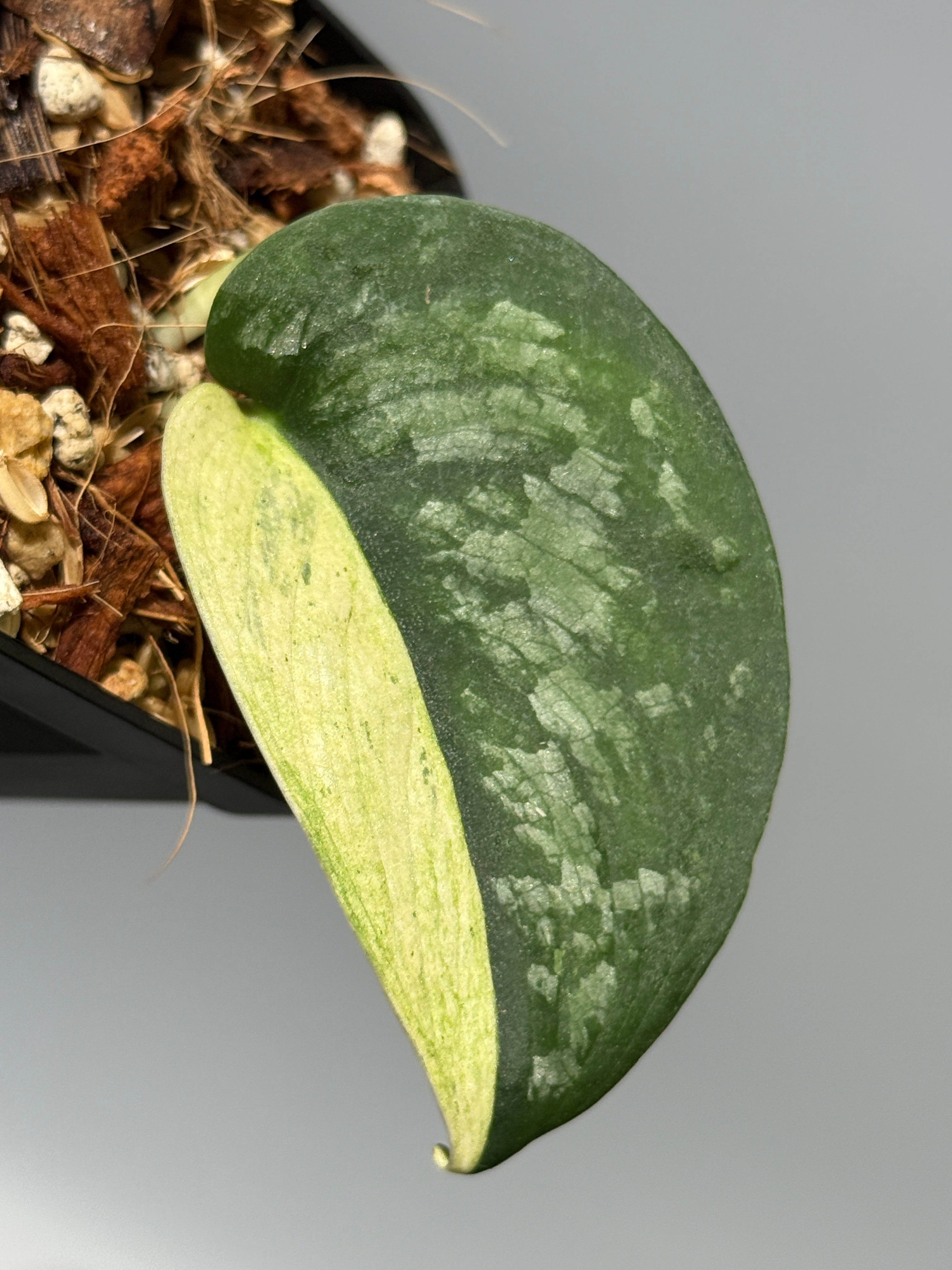 All Plants – Nakayama-Plants