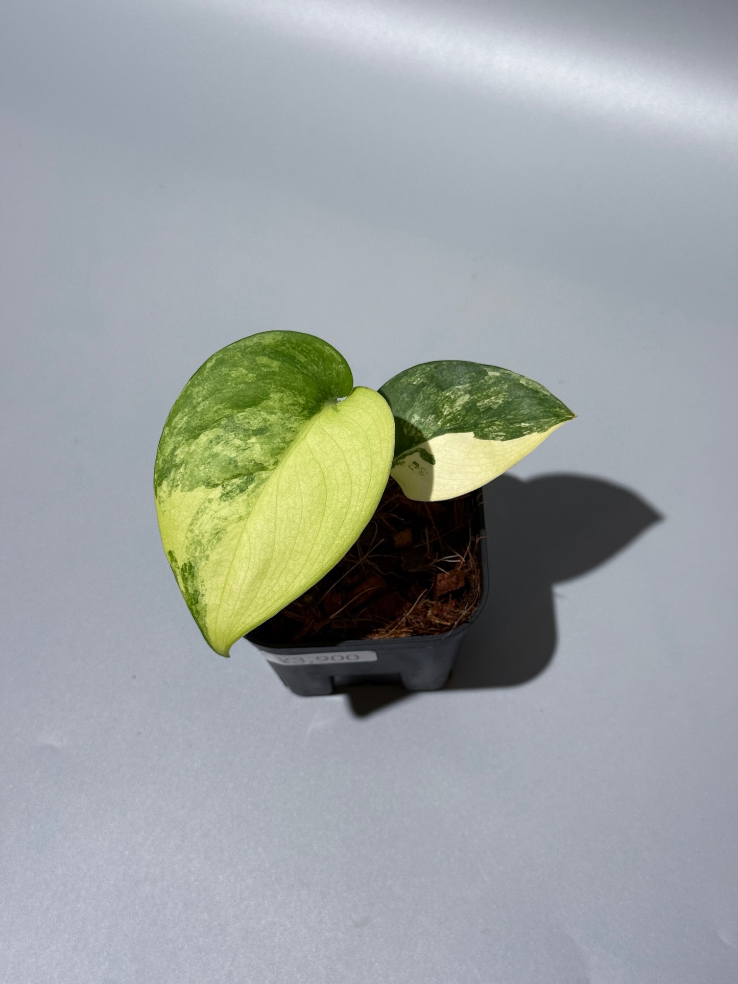 スキンダプサス ジェイドサテン オーレア  / Scindapsus jadesatin aurea (1)