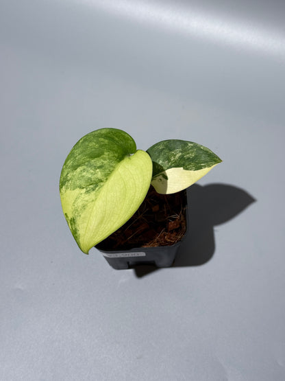 スキンダプサス ジェイドサテン オーレア  / Scindapsus jadesatin aurea (1)