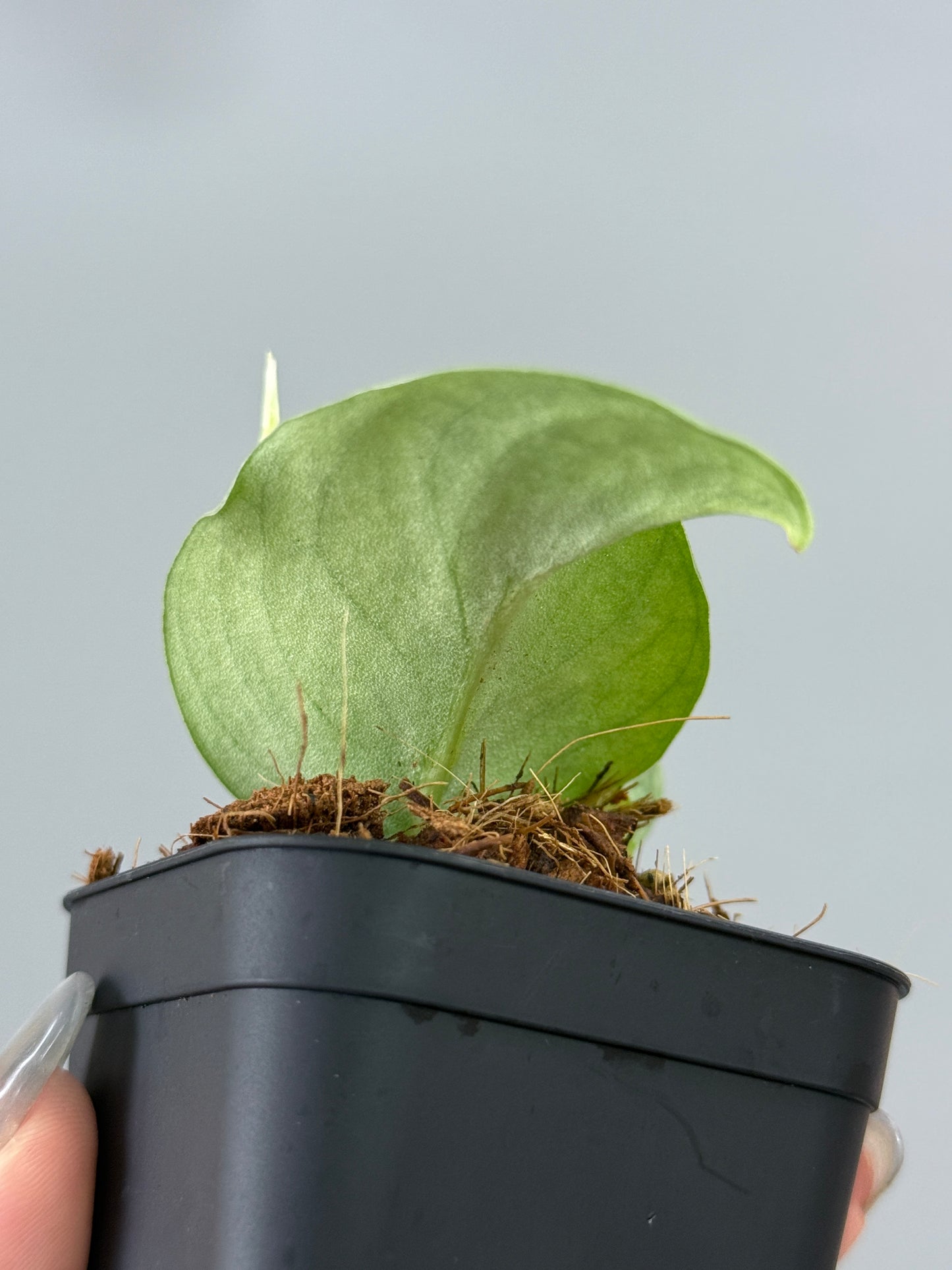 スキンダプサス ウィアード / Scindapsus Weirdo (2)