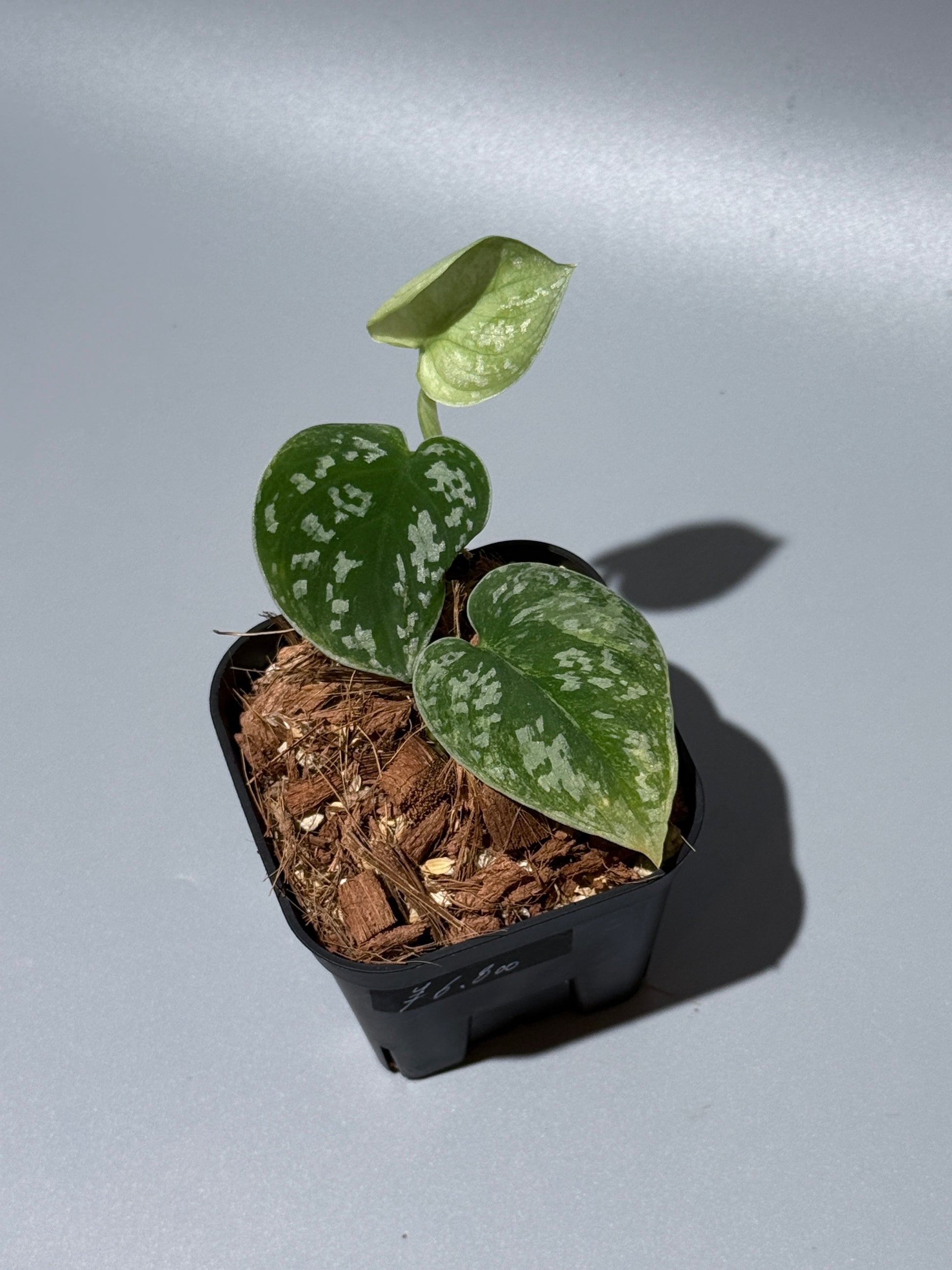 スキンダプサス ネビュラ / Scindapsus Nebula (2)