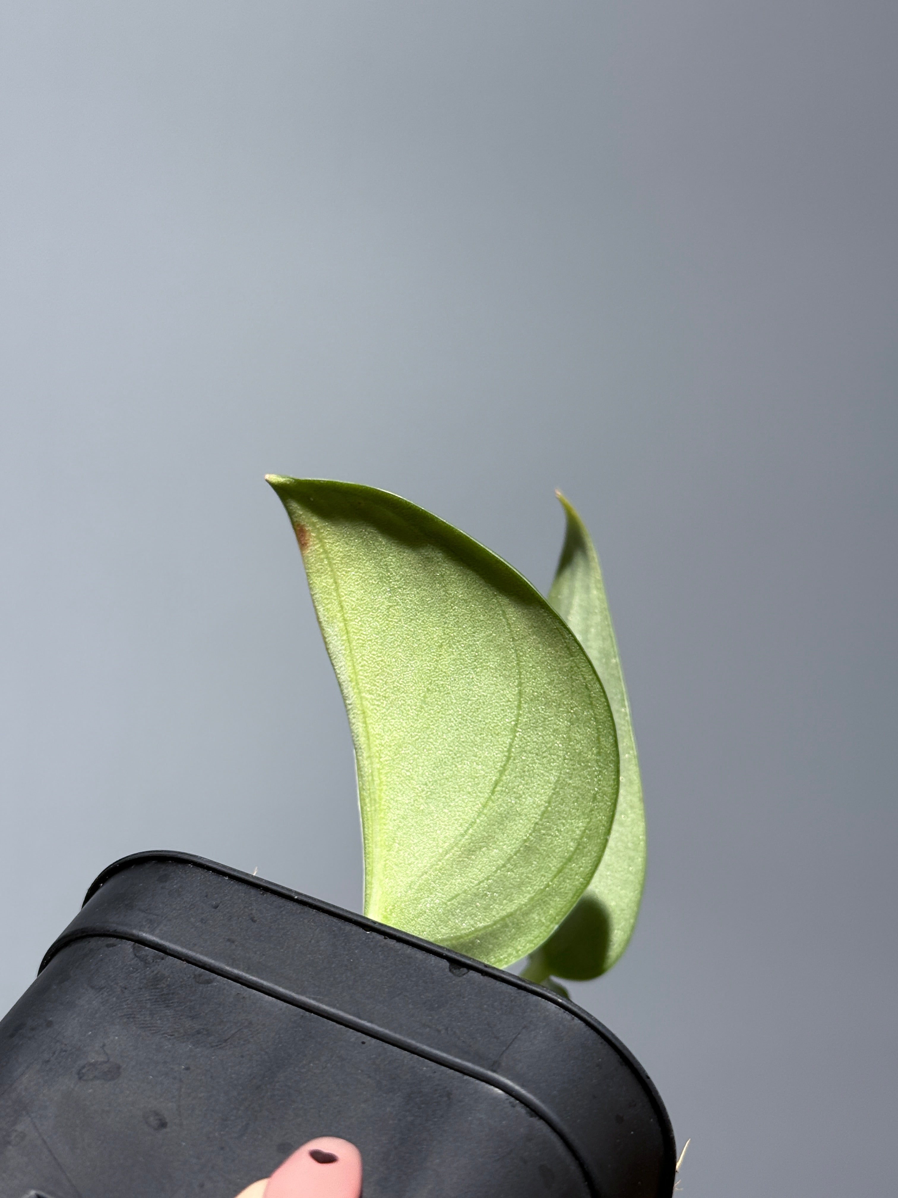 スキンダプサス パイソン / Scindapsus Python (1) – Nakayama-Plants