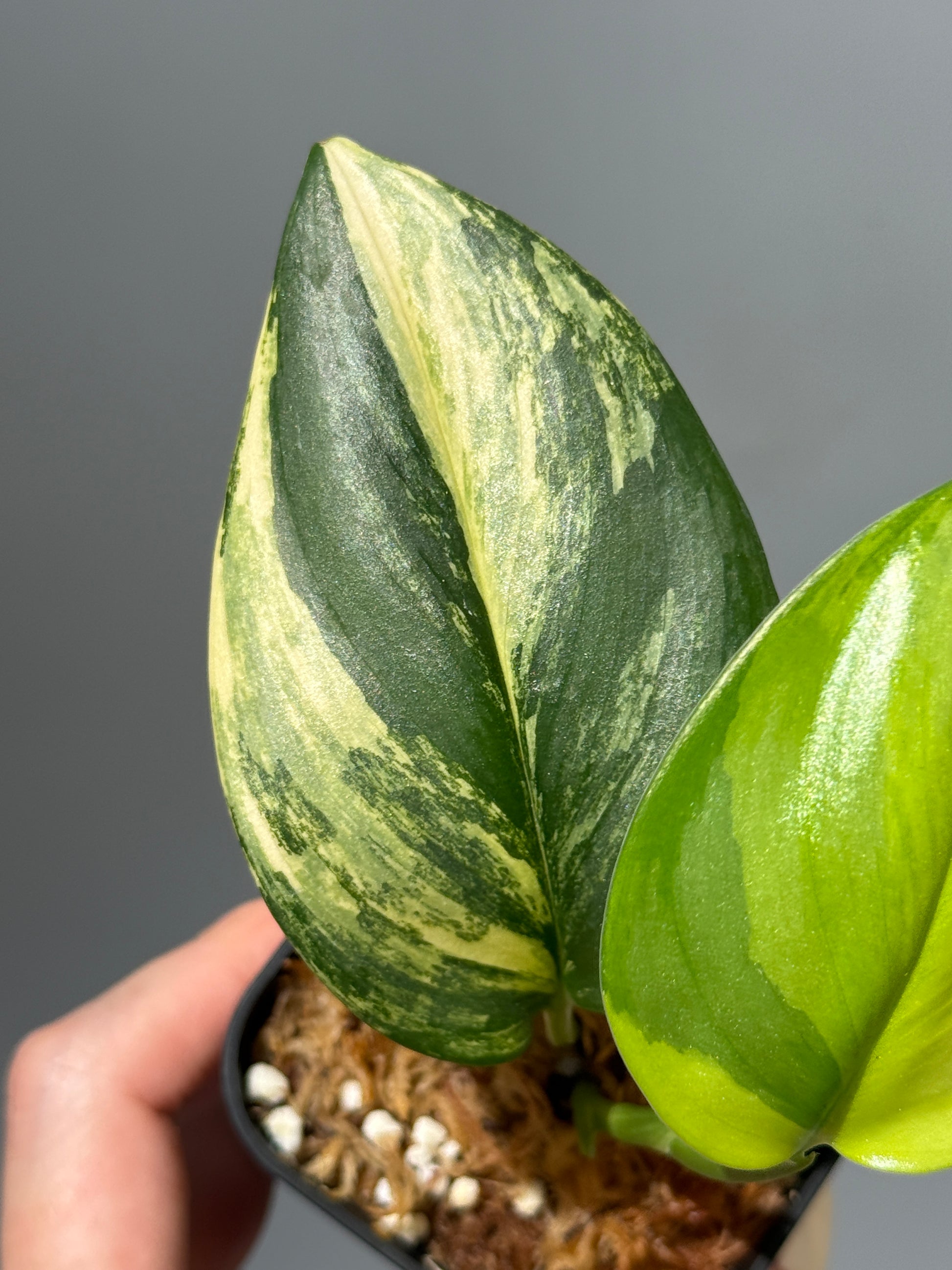 スキンダプサス ルビコン オーレア  / Scindapsus rubicon aurea (1)