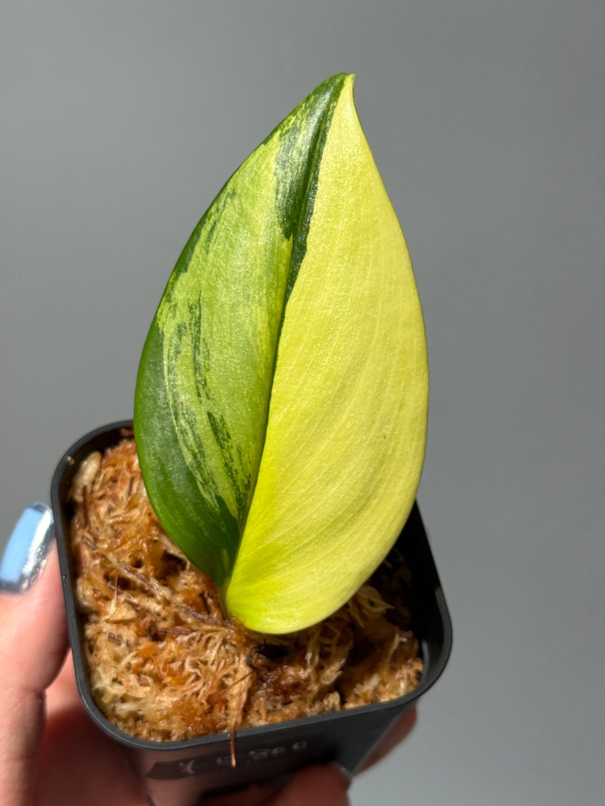 スキンダプサス ルビコン オーレア  / Scindapsus rubicon aurea (1)