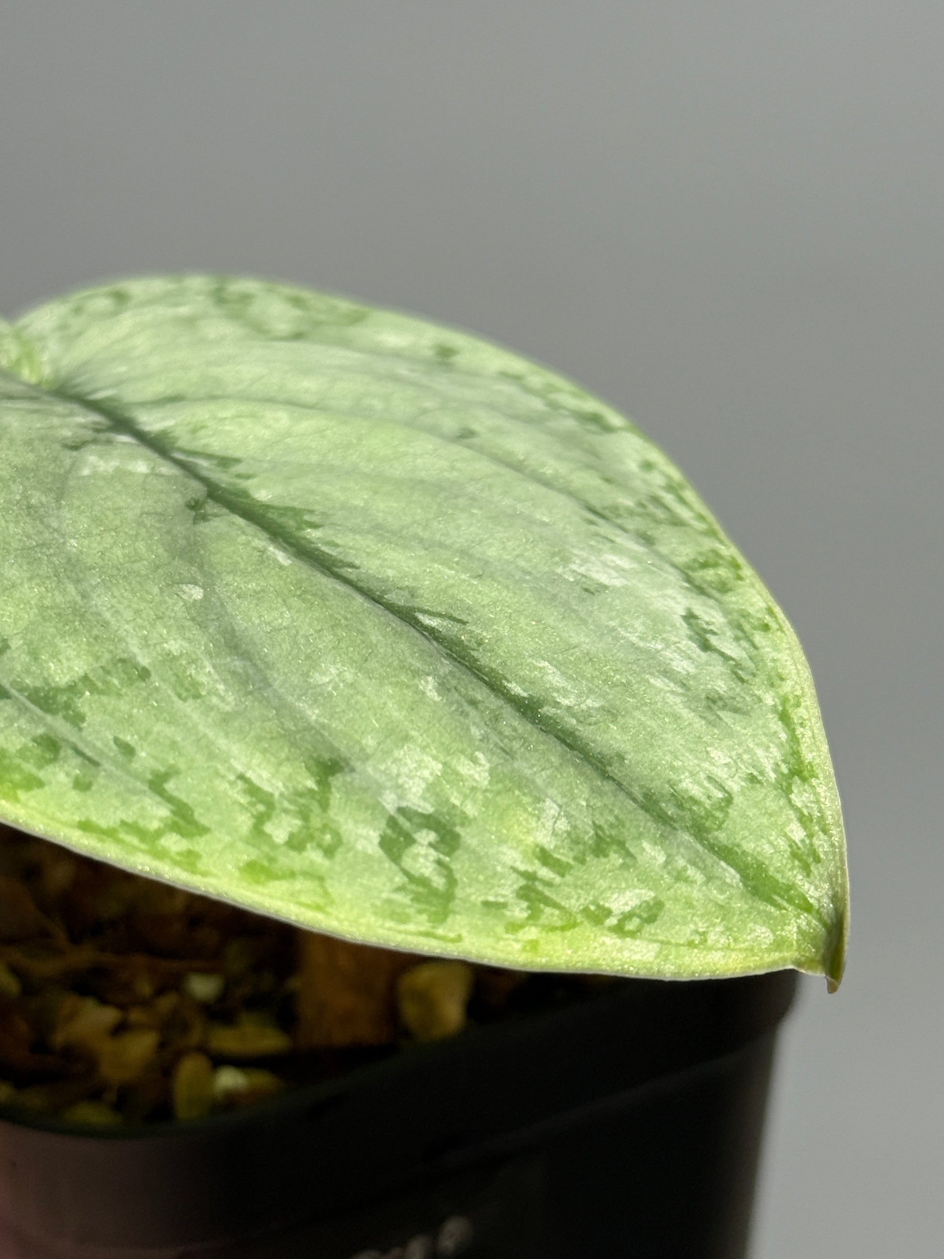 スキンダプサス シルバー スポット sp.カリマンタン / Scindapsus Silver spot sp.Kalimantan (1)