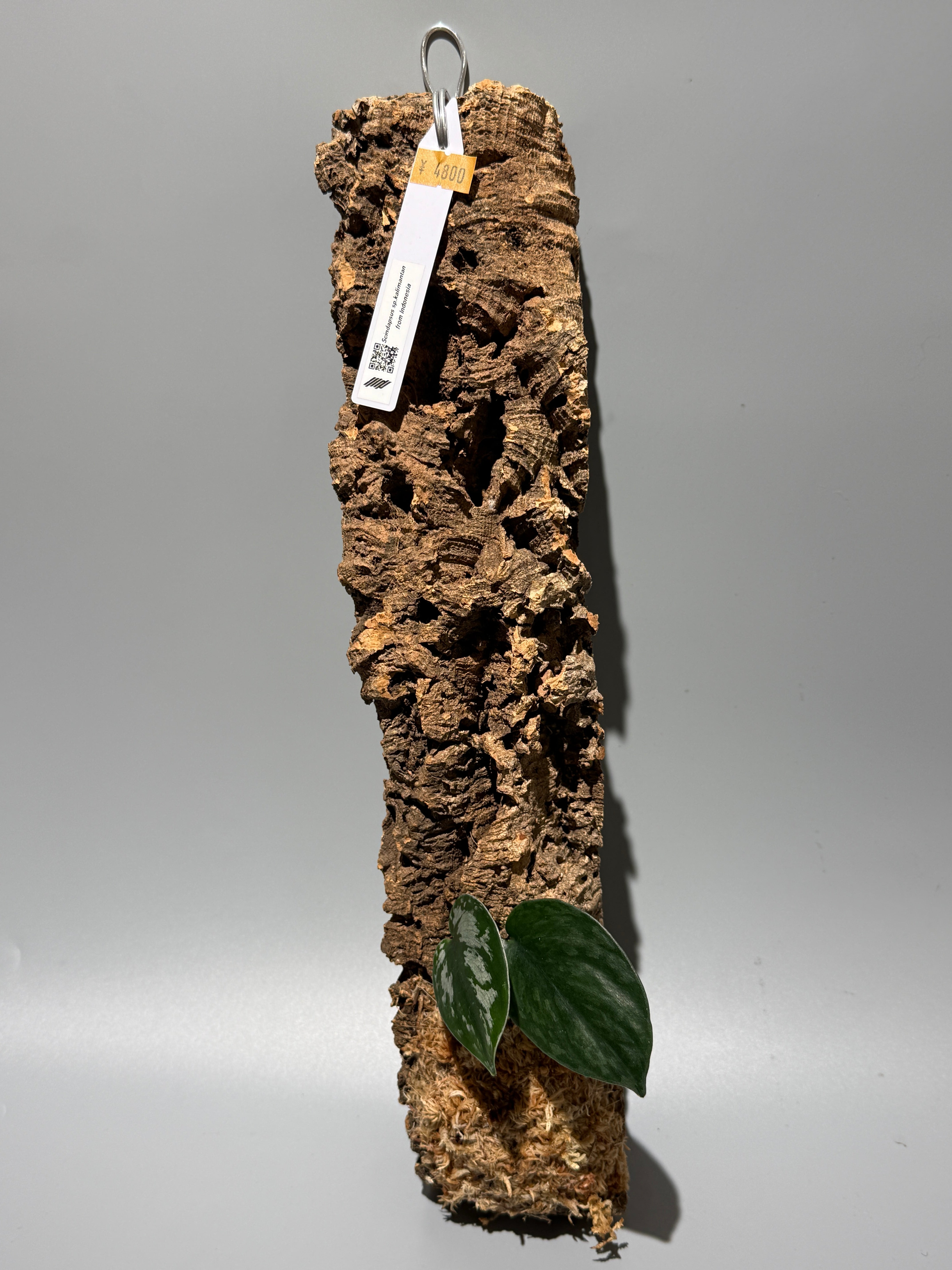 SET ITEM – Nakayama-Plants