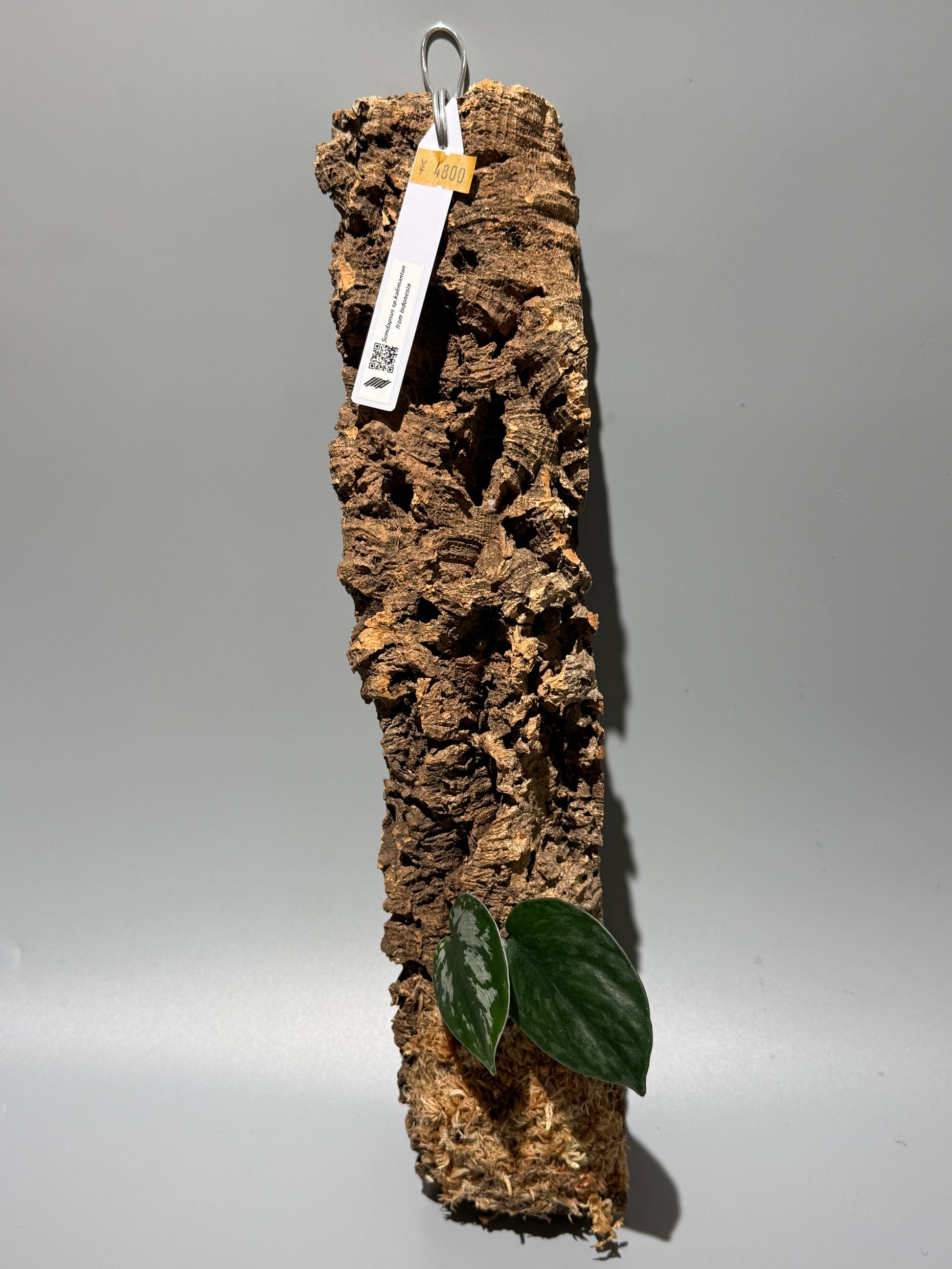 スキンダプサス Sp. カリマンタン / Scindapsus Sp.Kalimantan (C1)