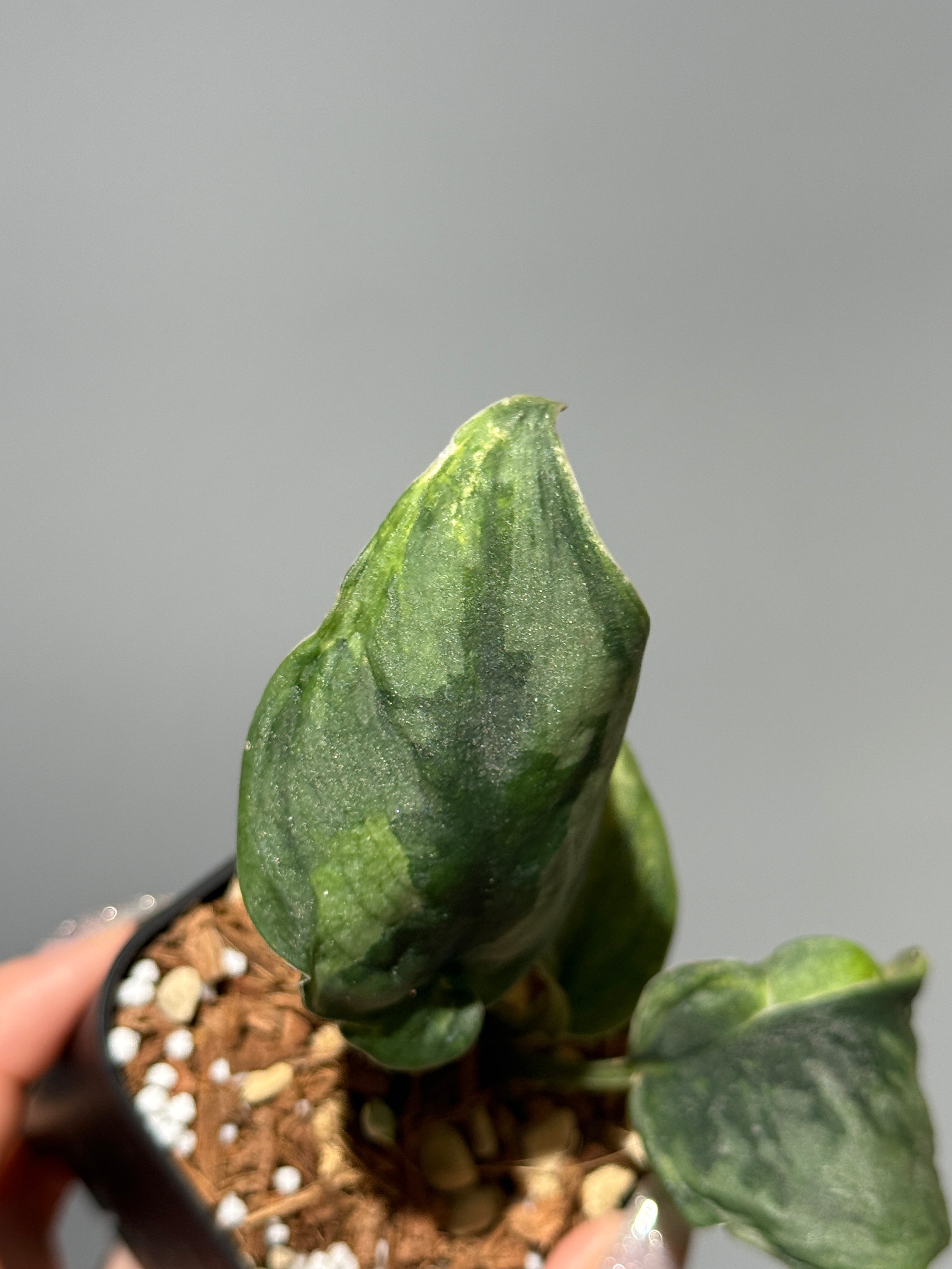 All Plants – Nakayama-Plants
