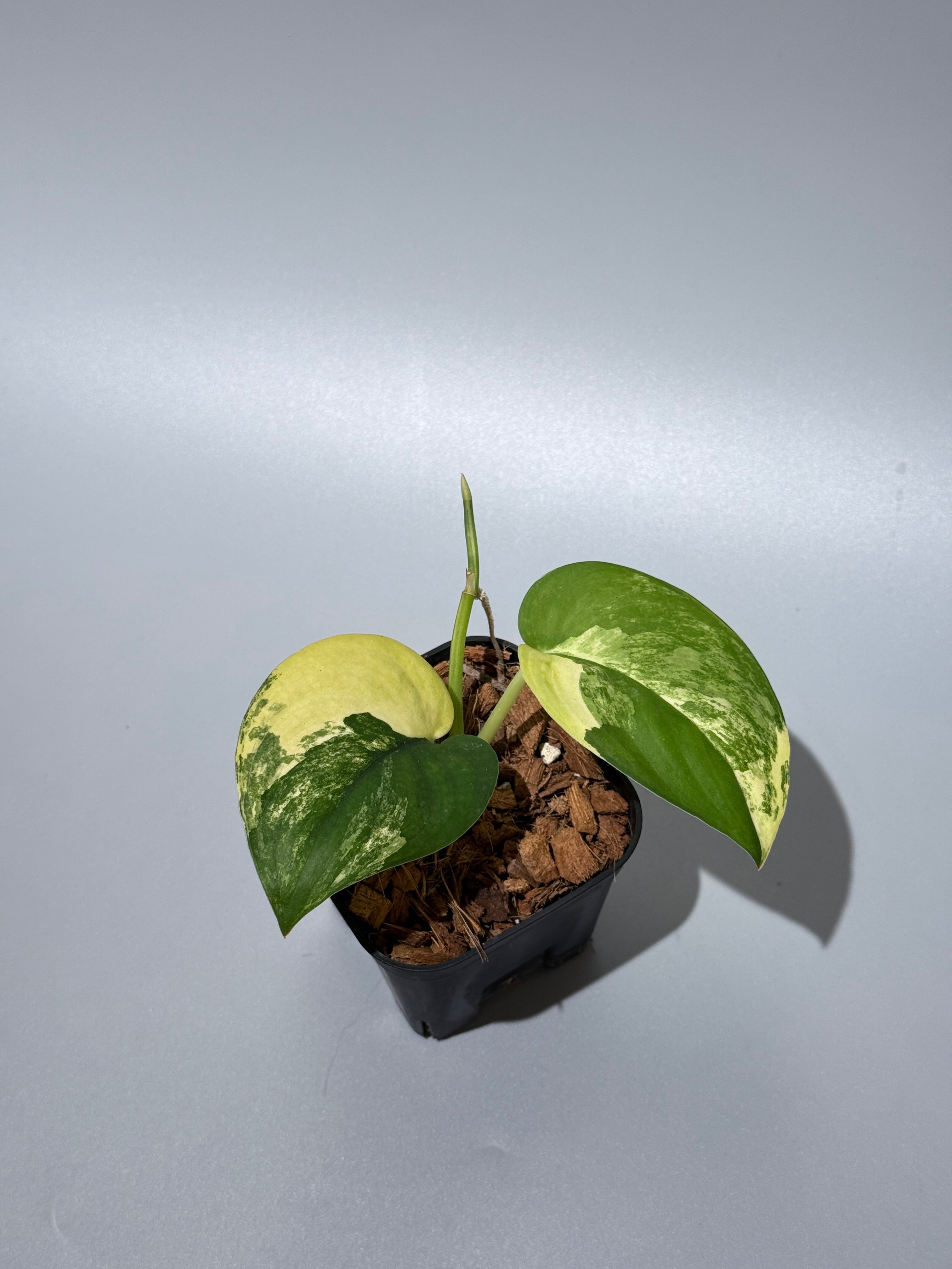 All Plants – Nakayama-Plants