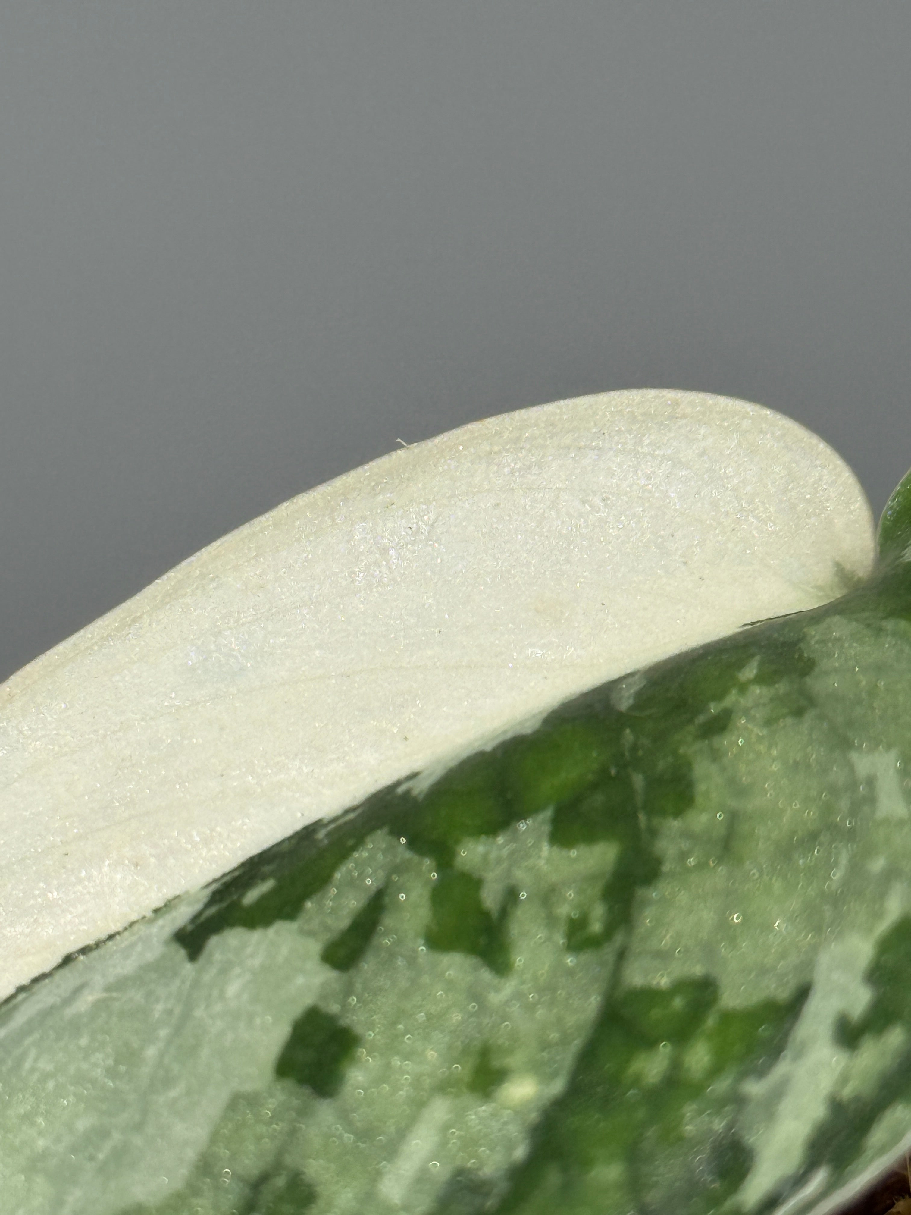 スキンダプサス マリポーサ / Scindapsus Mariposa(1) – Nakayama-Plants
