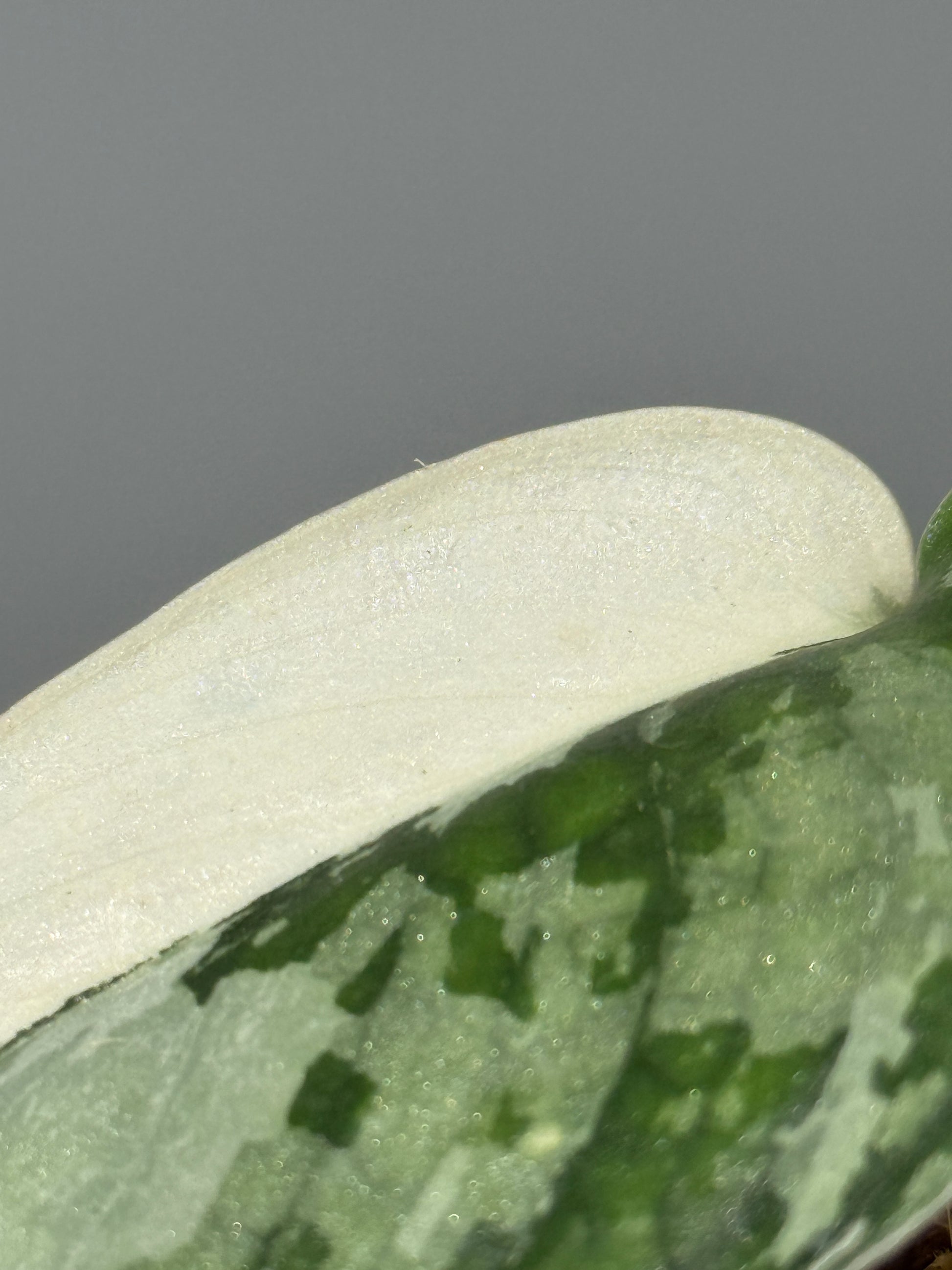 スキンダプサス マリポーサ / Scindapsus Mariposa(1)