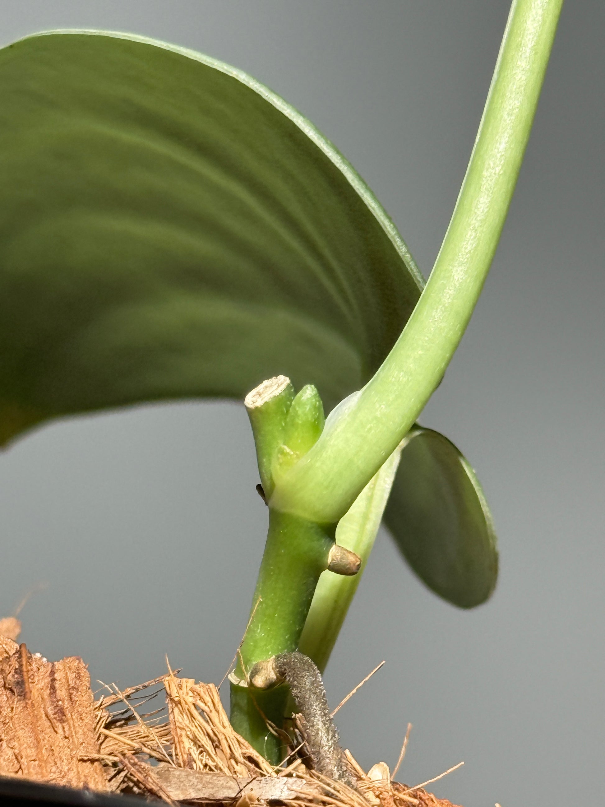 スキンダプサス  Sp.カリマンタン / Scindapsus Sp.Kalimantan (1)