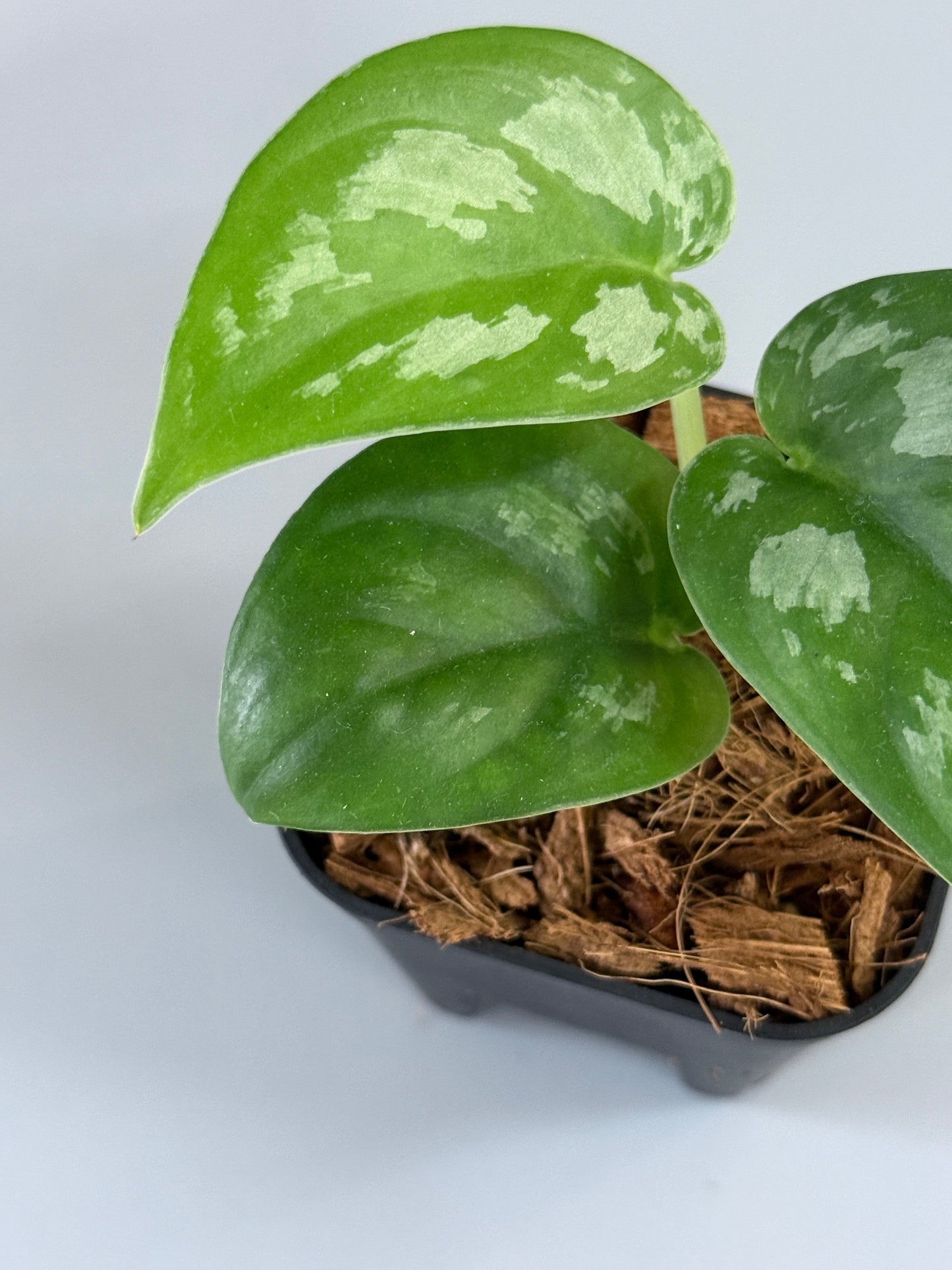 スキンダプサス エキゾチカ グローシ sp.サラワク / Scindapsus exotica glosy sp.serawak (3)