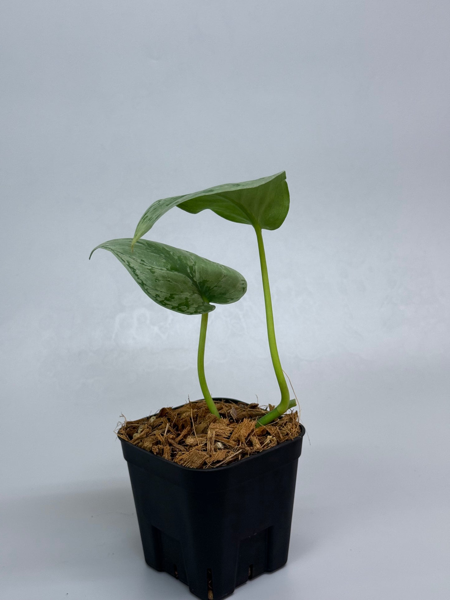 スキンダプサス sp.ジャンビ / Scindapsus sp.jambi (1)