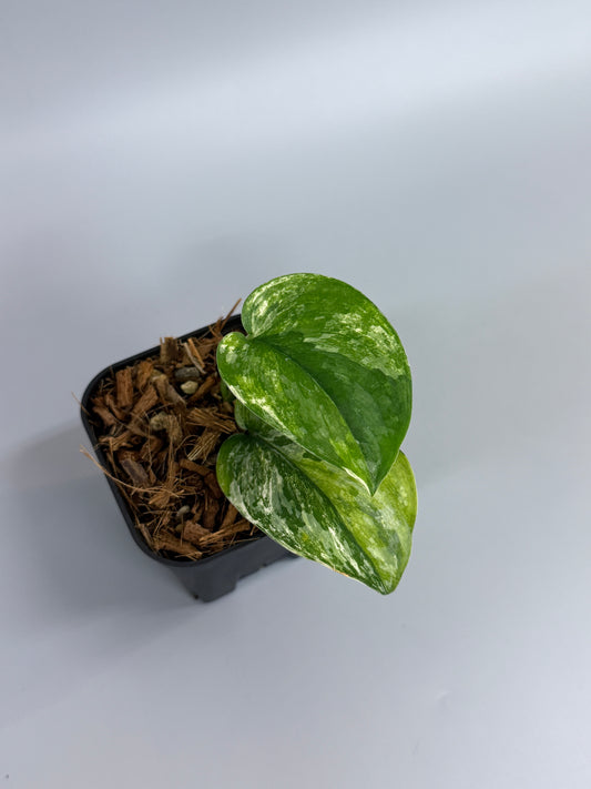 スキンダプサス パラヒヤンガン トリカラー  / Scindapsus parahyangan tricolor  (2)