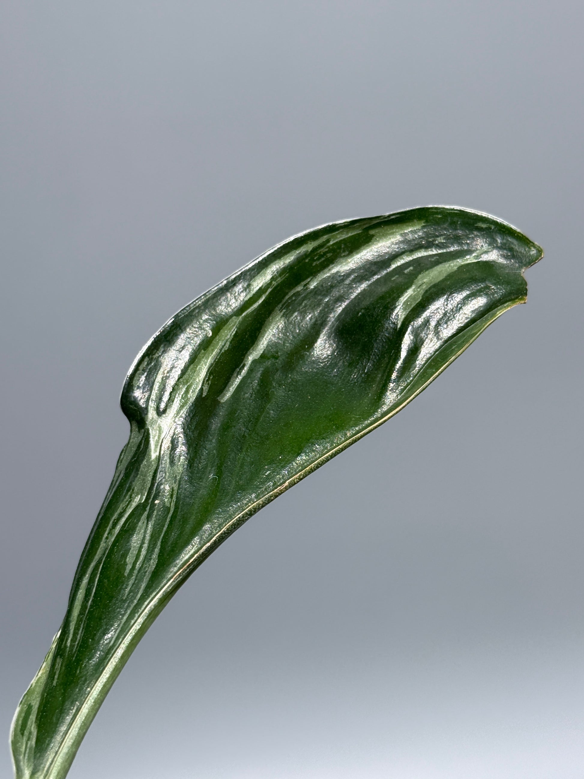 スキンダプサス トレビー ダークフォーム ミューテーション/Scindapsus Treubii darkform mutation (2)