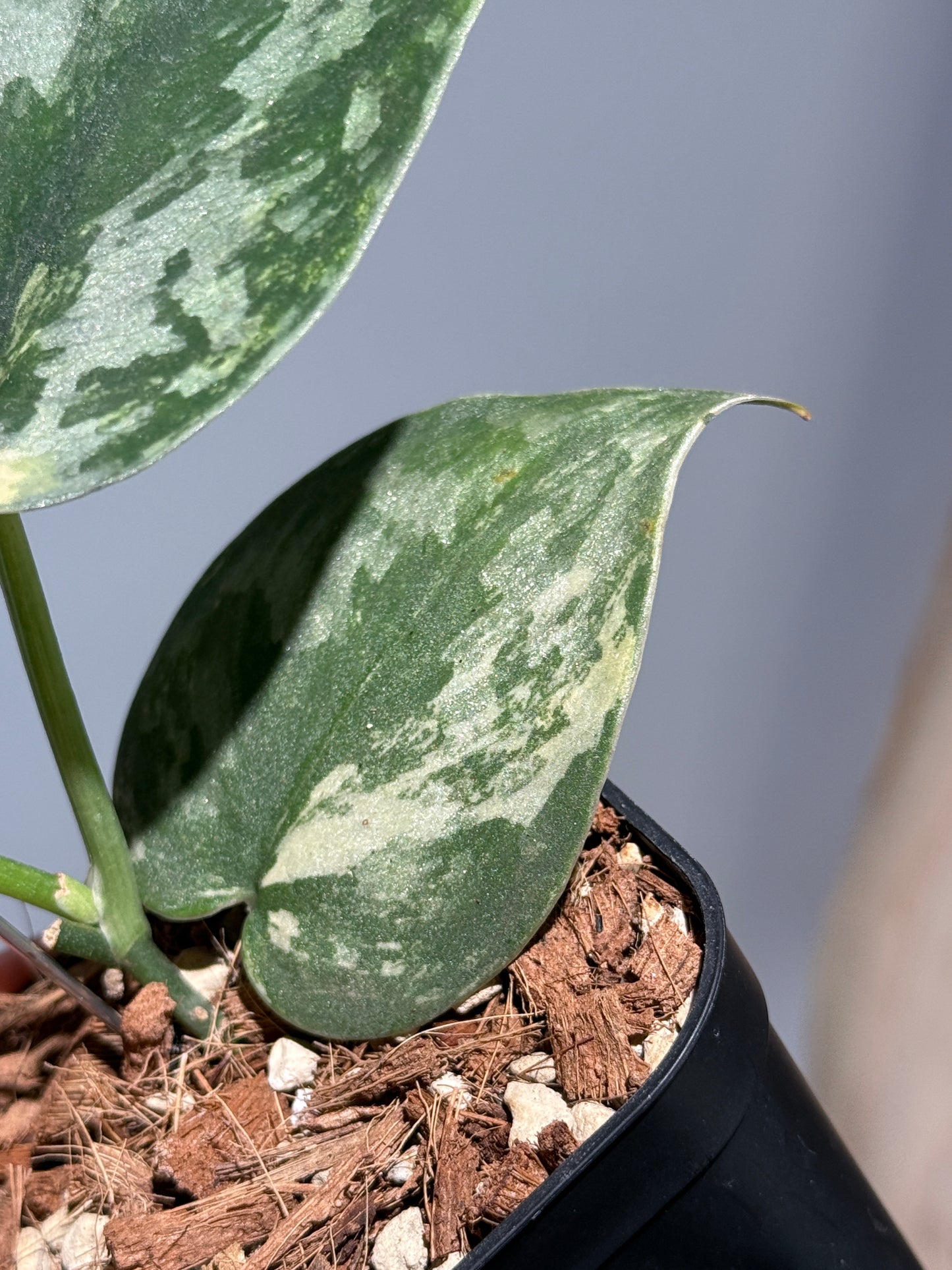 スキンダプサス バクダパティ / Scindapsus bakudapati (1)