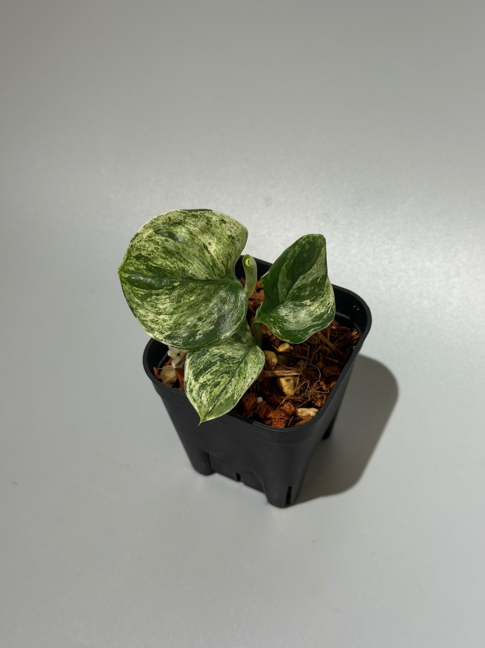 スキンダプサス ルビコン ミューテーション  / Scindapsus rubicon mutation (1)