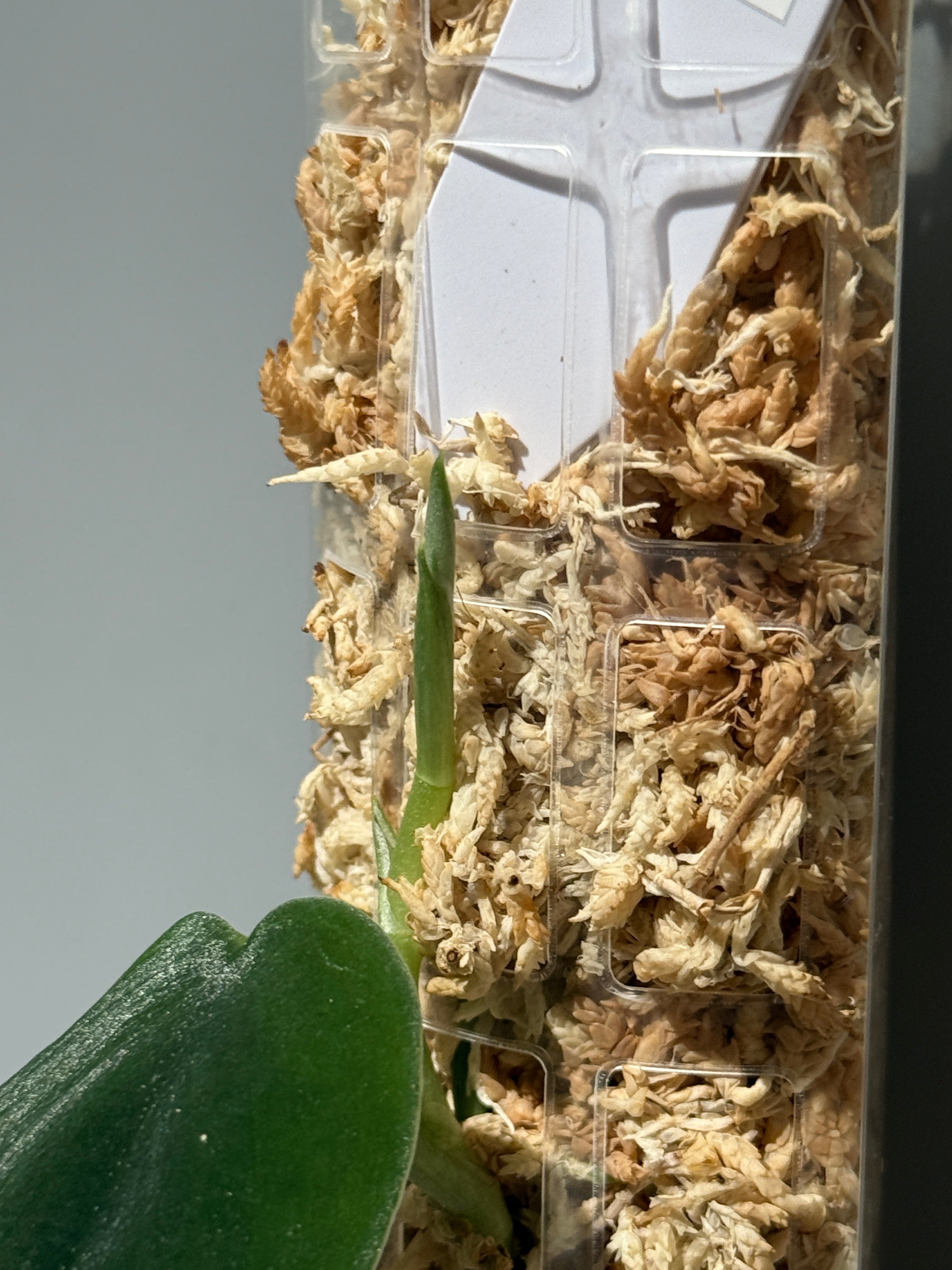商品 – Page 3 – Nakayama-Plants
