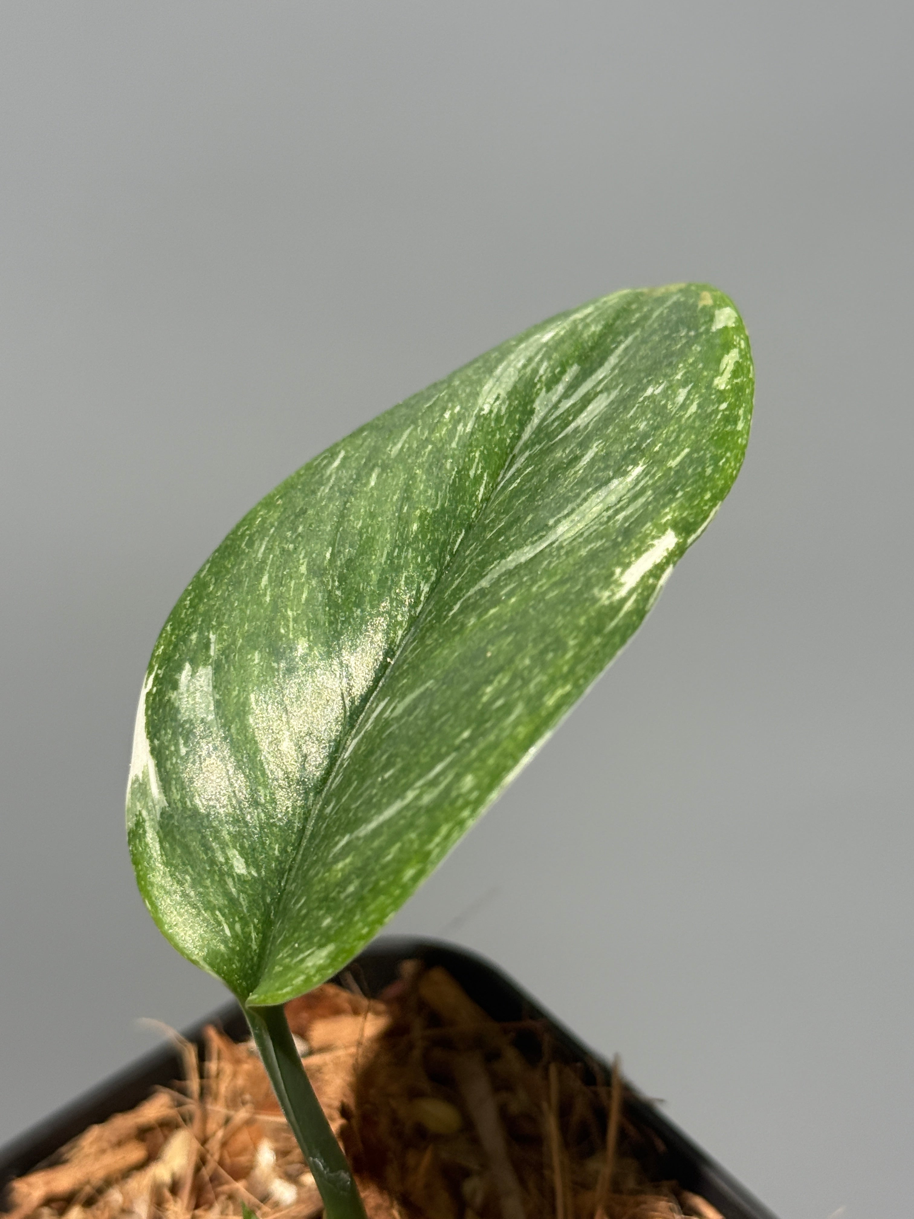 All Plants – Nakayama-Plants