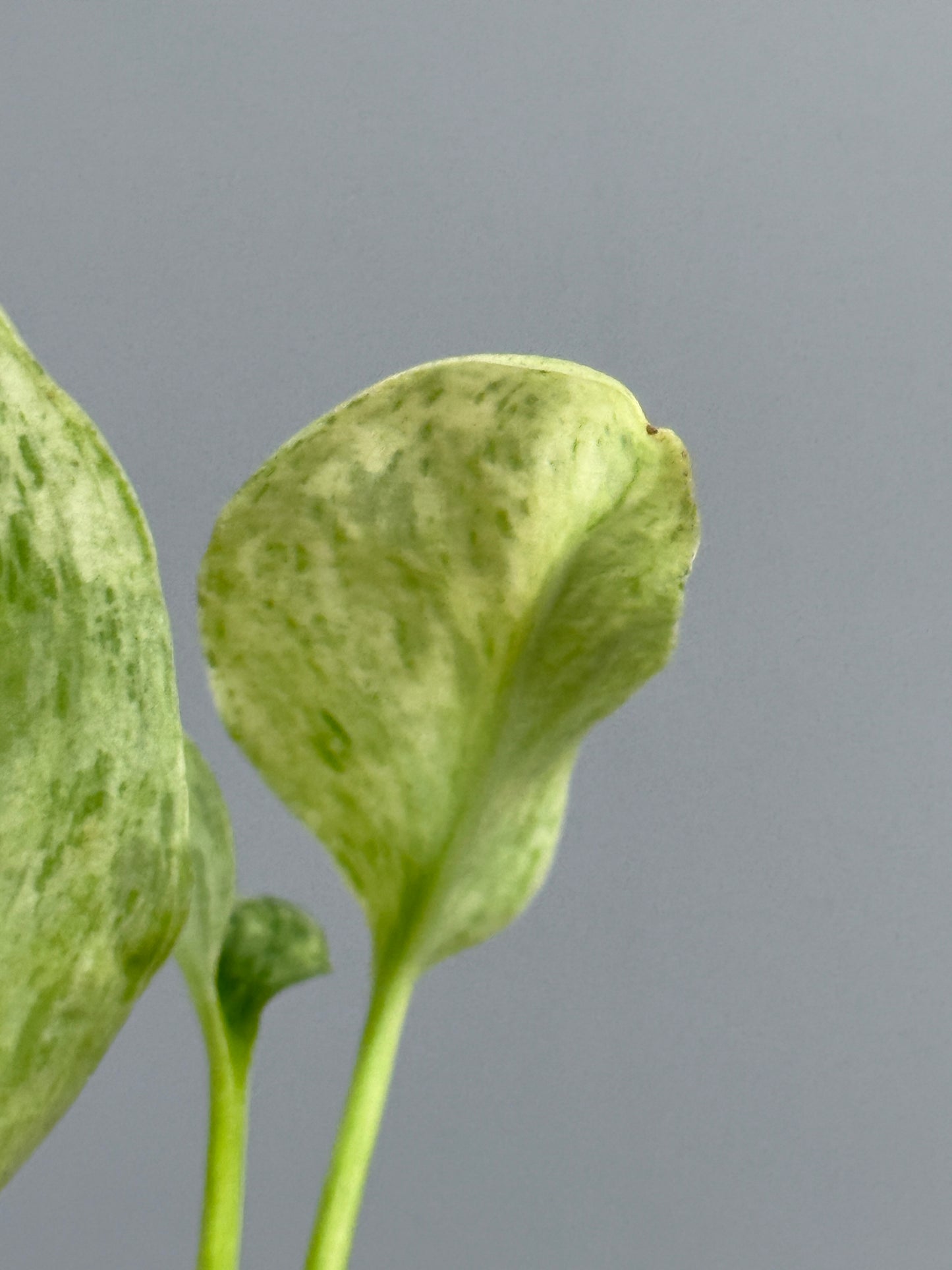 スキンダプサス トレビー マーブル  / Scindapsus treubii marble  (3)