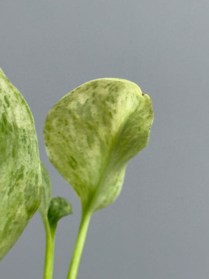 スキンダプサス トレビー マーブル  / Scindapsus treubii marble  (3)