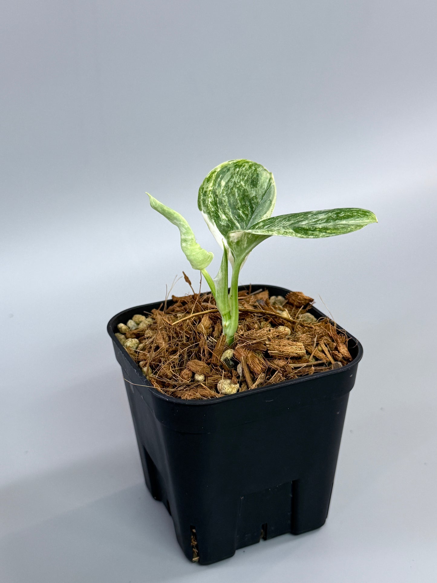 スキンダプサス トレビー マーブル  / Scindapsus treubii marble  (2)