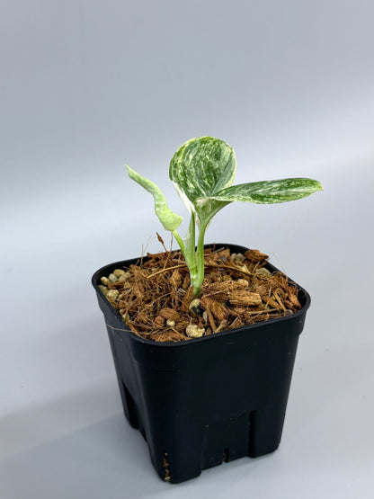 スキンダプサス トレビー マーブル  / Scindapsus treubii marble  (2)