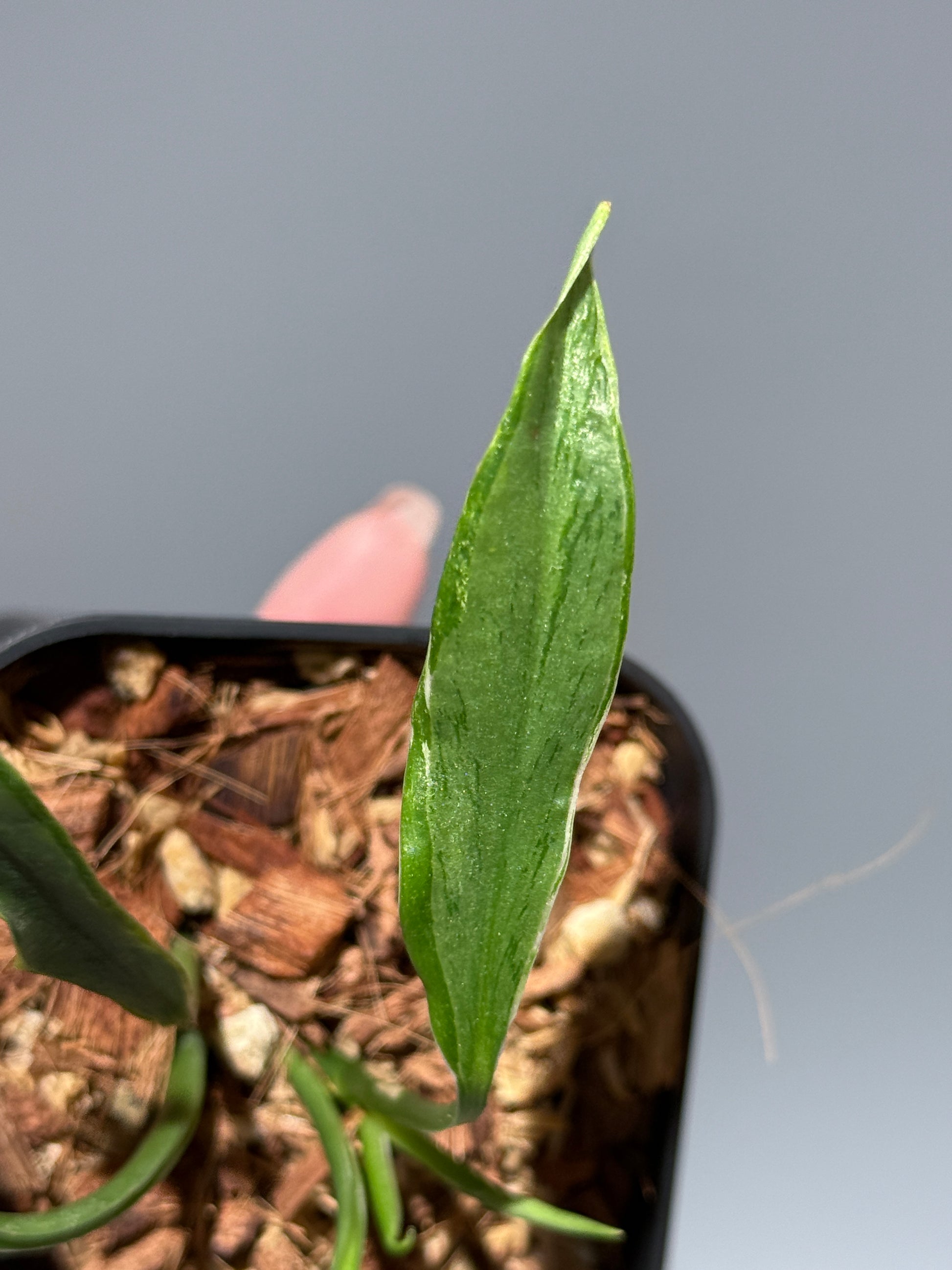 スキンダプサス トレビー ラバ リップスティック / Scindapsus Treubii lava lipstick (1)