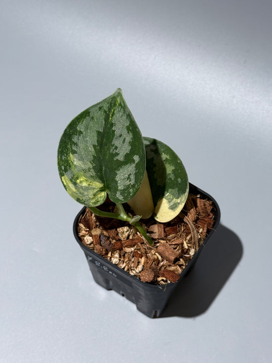 スキンダプサス バクダパティ / Scindapsus bakudapati (2)