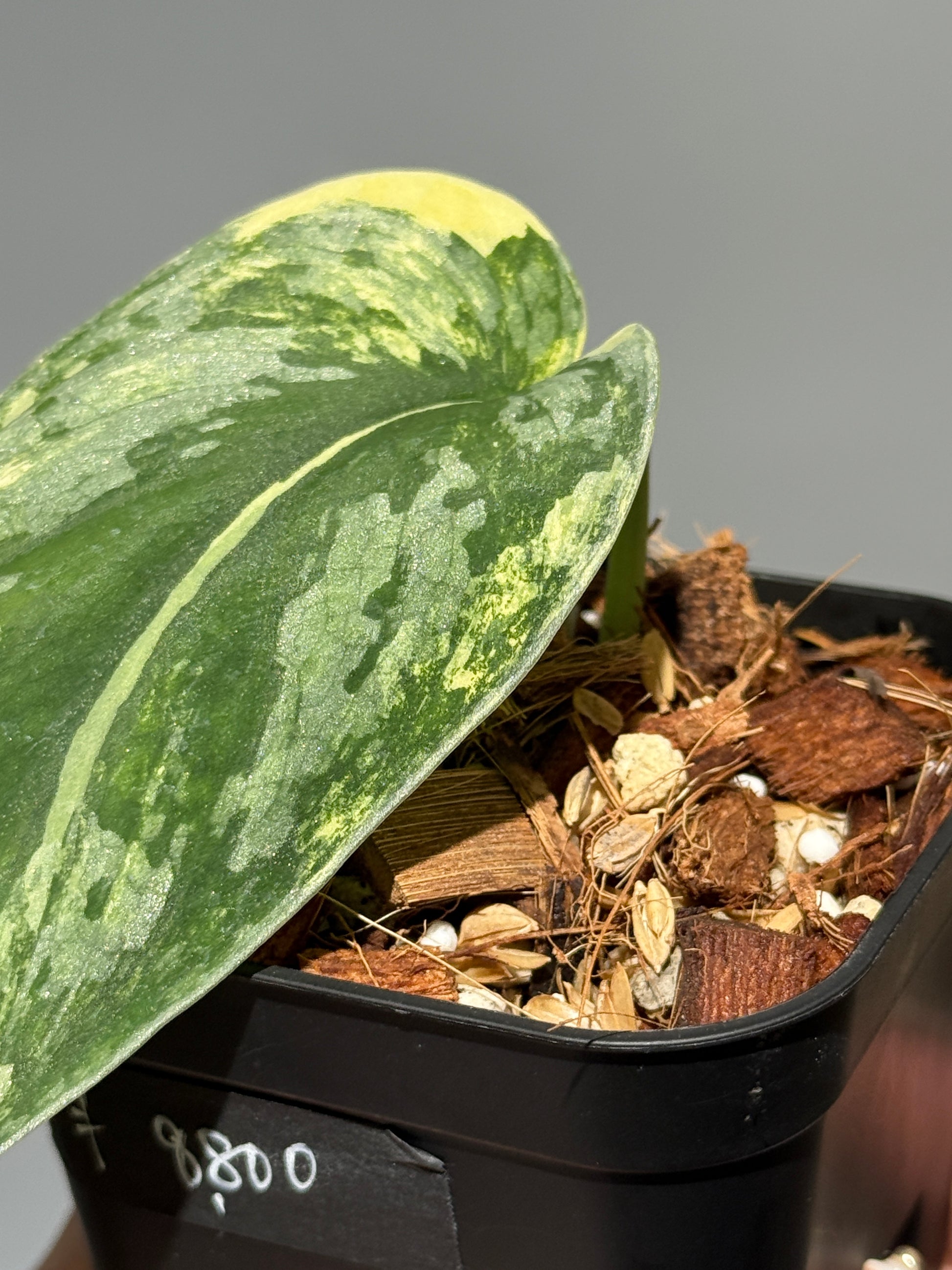スキンダプサス アンダラス / Scindapsus Andalas (2)