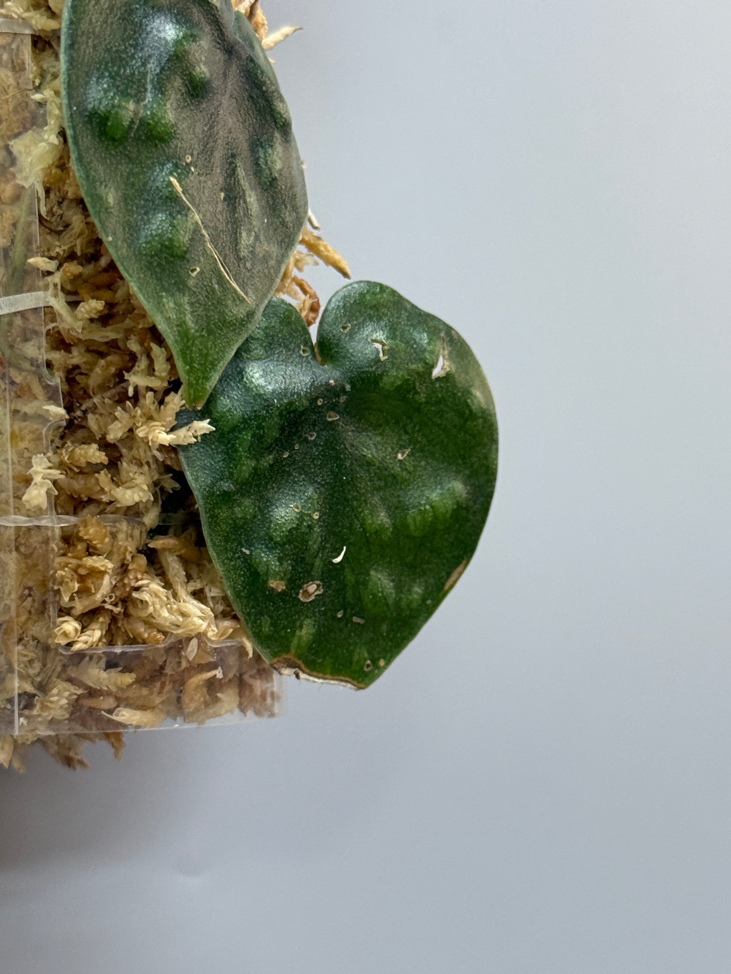 スキンダプサス ブラックマンバ / Scindapsus black mamba (3