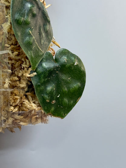 スキンダプサス ブラックマンバ  / Scindapsus black mamba (3)