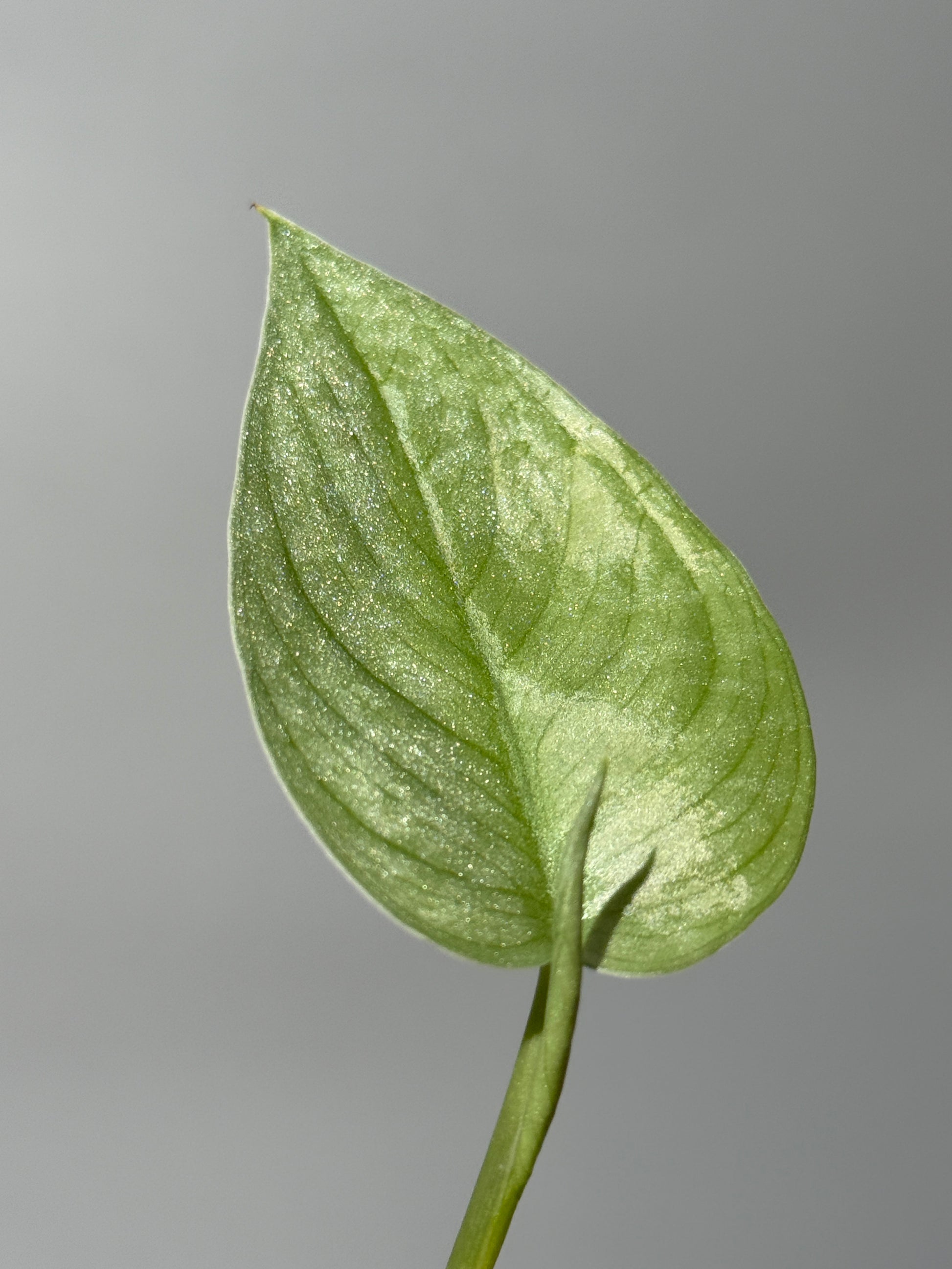 スキンダプサス グリーンベイン / Scindapsus Green vein (2)