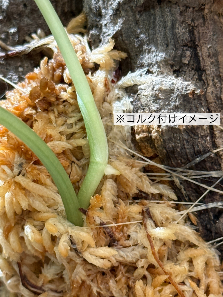 ダプコルク 着生 / DAPCORK CHAKUSEI (5)