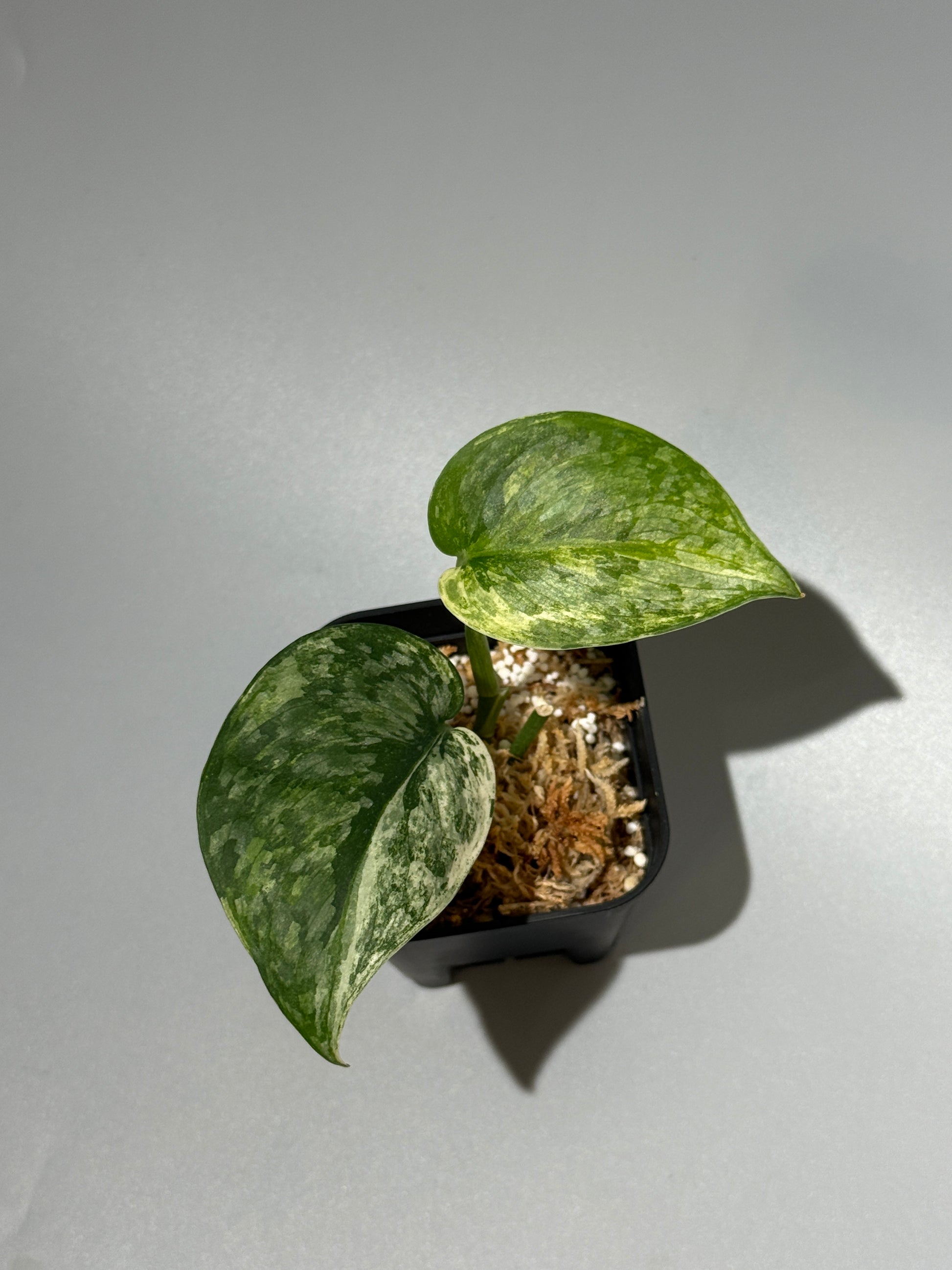 スキンダプサス エキゾチカ サラカ トリカラー  / Scindapsus Exotica salaka toricolor (1)