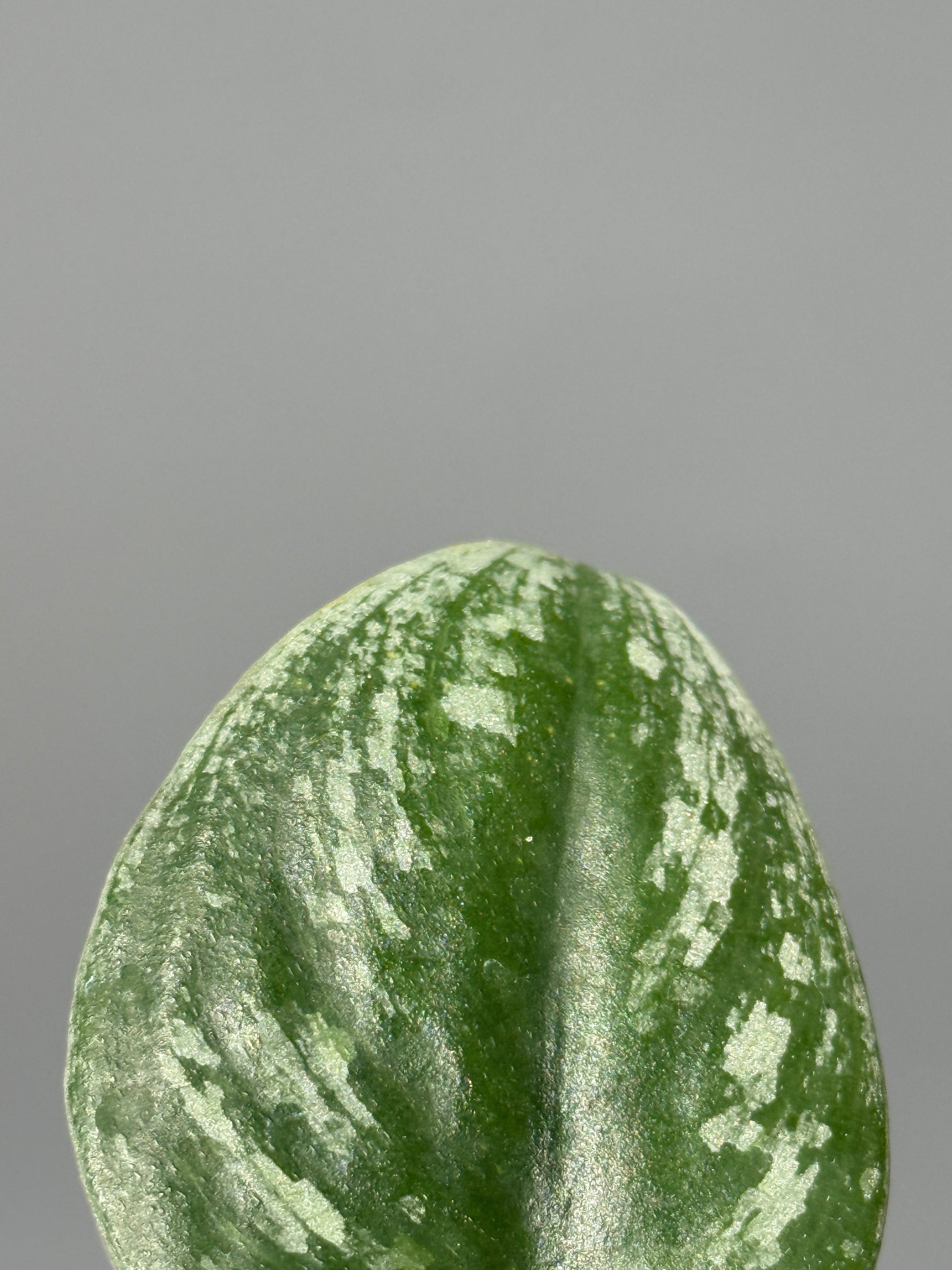 スキンダプサス  Sp.カリマンタン / Scindapsus Sp.Kalimantan (2)